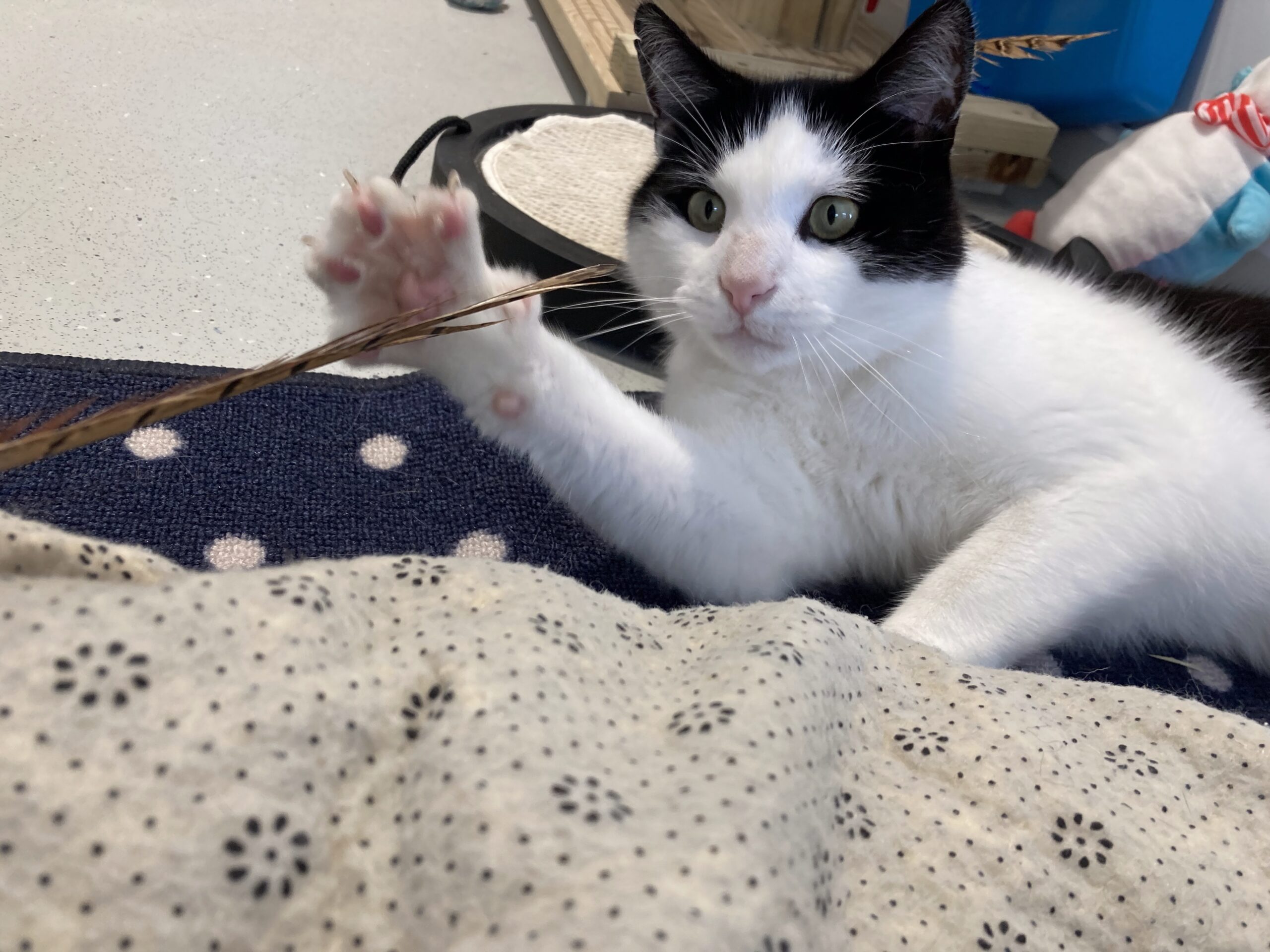 A black and white cat lies on a bed, reaching out with its paw to play with a brown feather toy. The cat looks alert and curious, surrounded by patterned blankets and various household items.