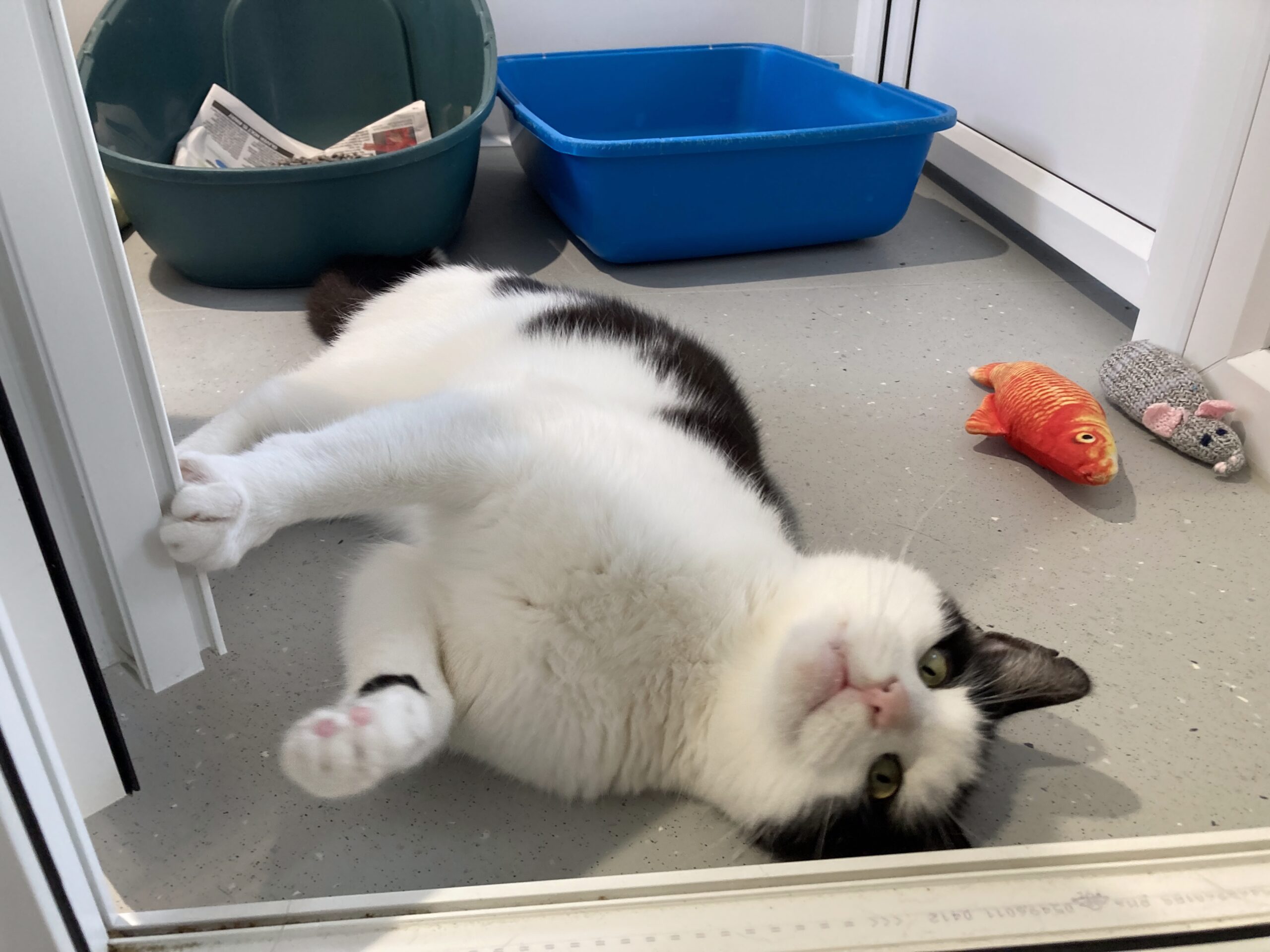 A black and white cat lies on its side on a light gray floor near a blue litter box, a green pet bed lined with newspaper, and two cat toys—a toy fish and a toy mouse.