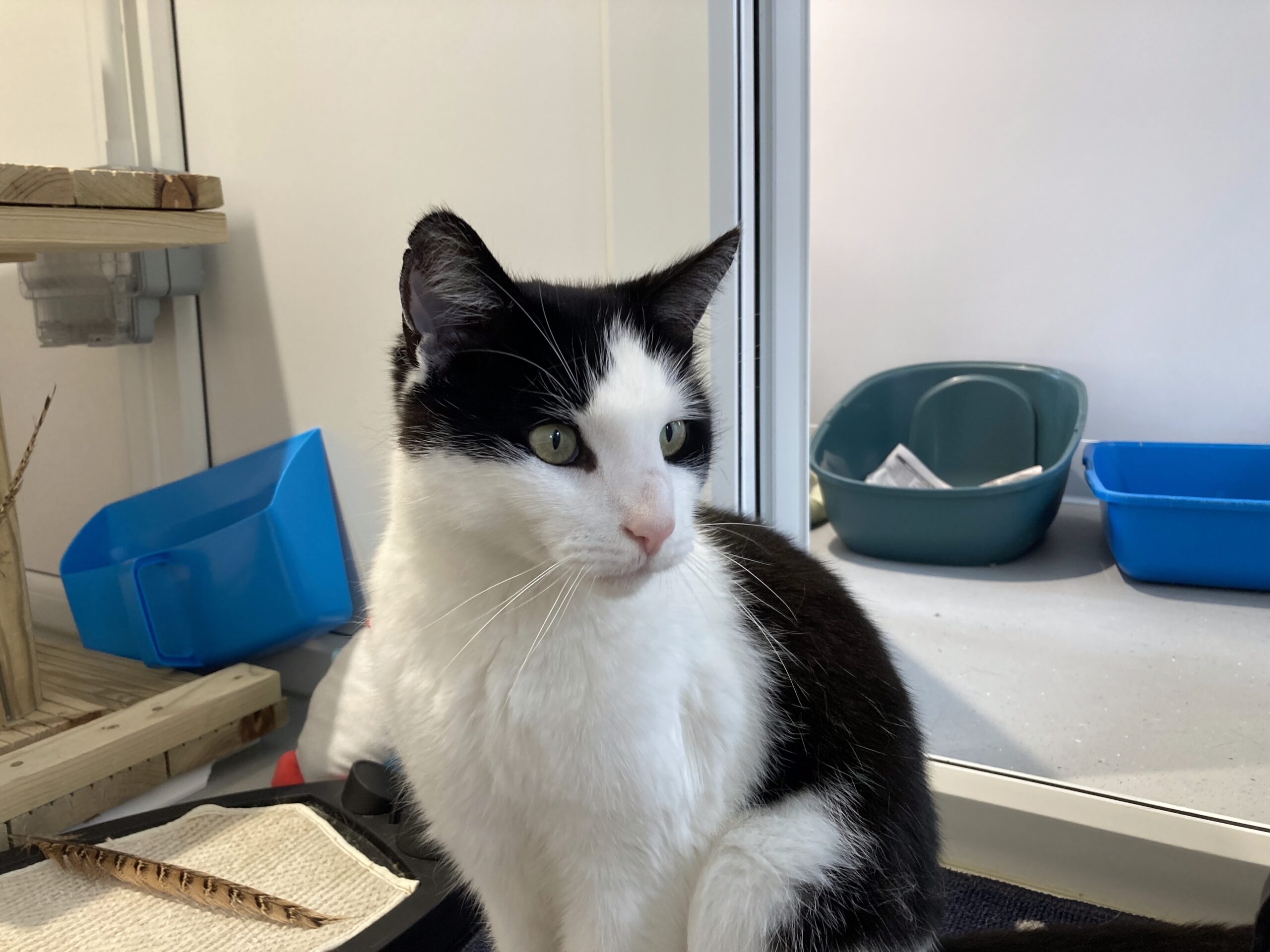 A black and white cat sits indoors near a blue litter tray and some shelves, looking slightly to the side with alert green eyes.