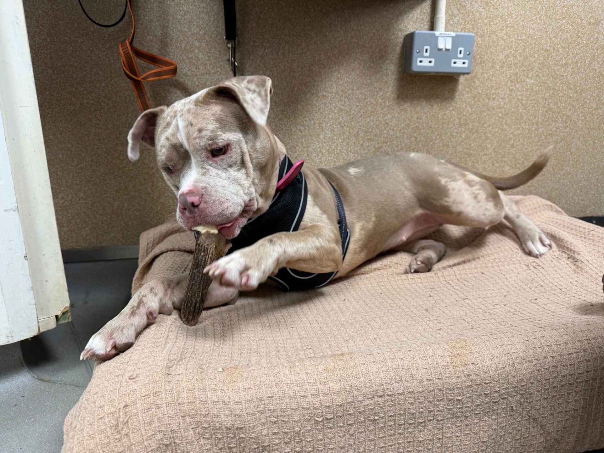 A light brown and white mongrel with a harness lies on a beige blanket, holding and chewing on a bone. The setting appears to be indoors with electrical sockets visible on the wall behind.