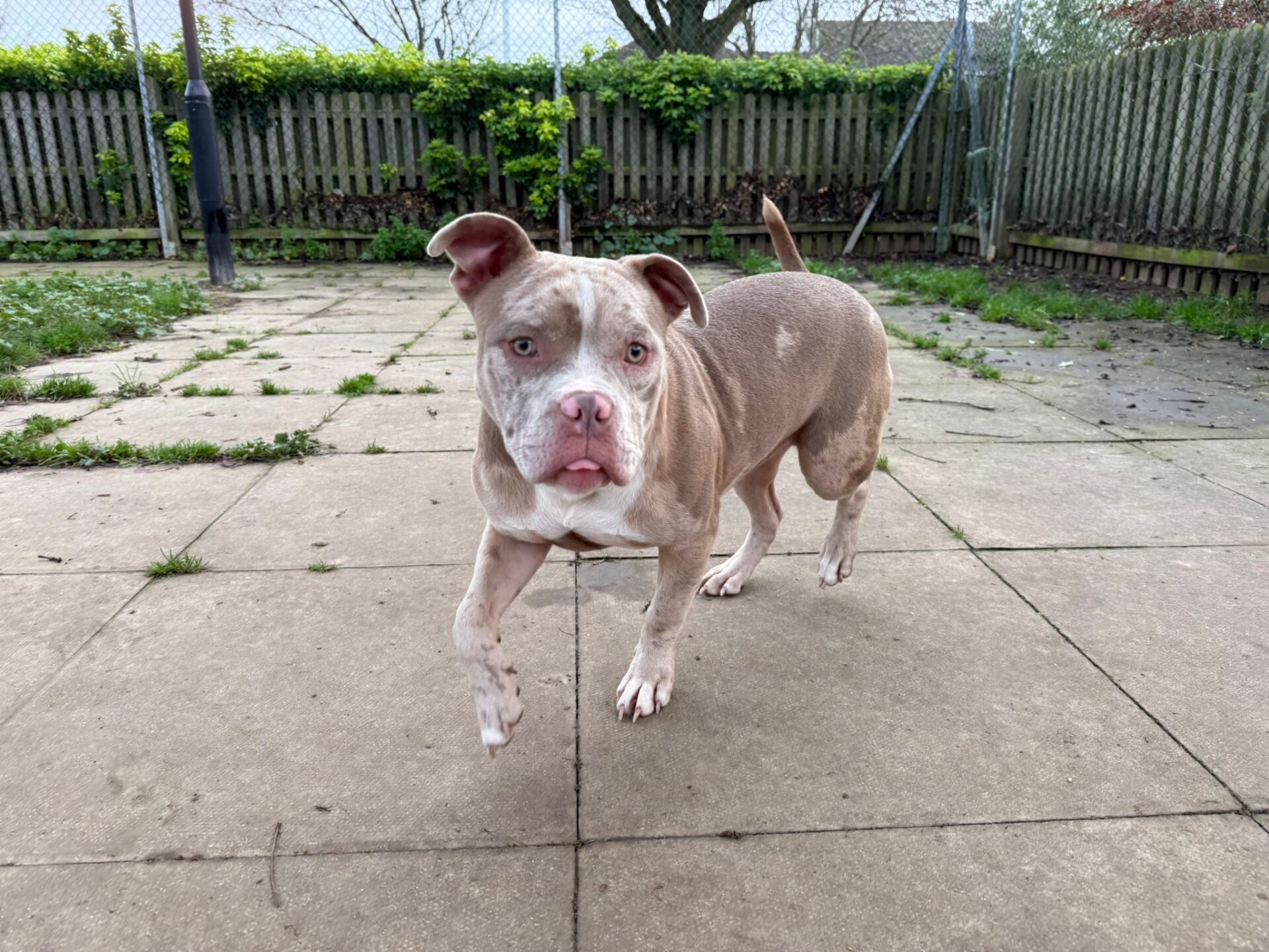 A light brown and white mongrel with one ear up and one ear down stands on a paved patio in a fenced backyard, looking directly at the camera with one paw slightly raised.