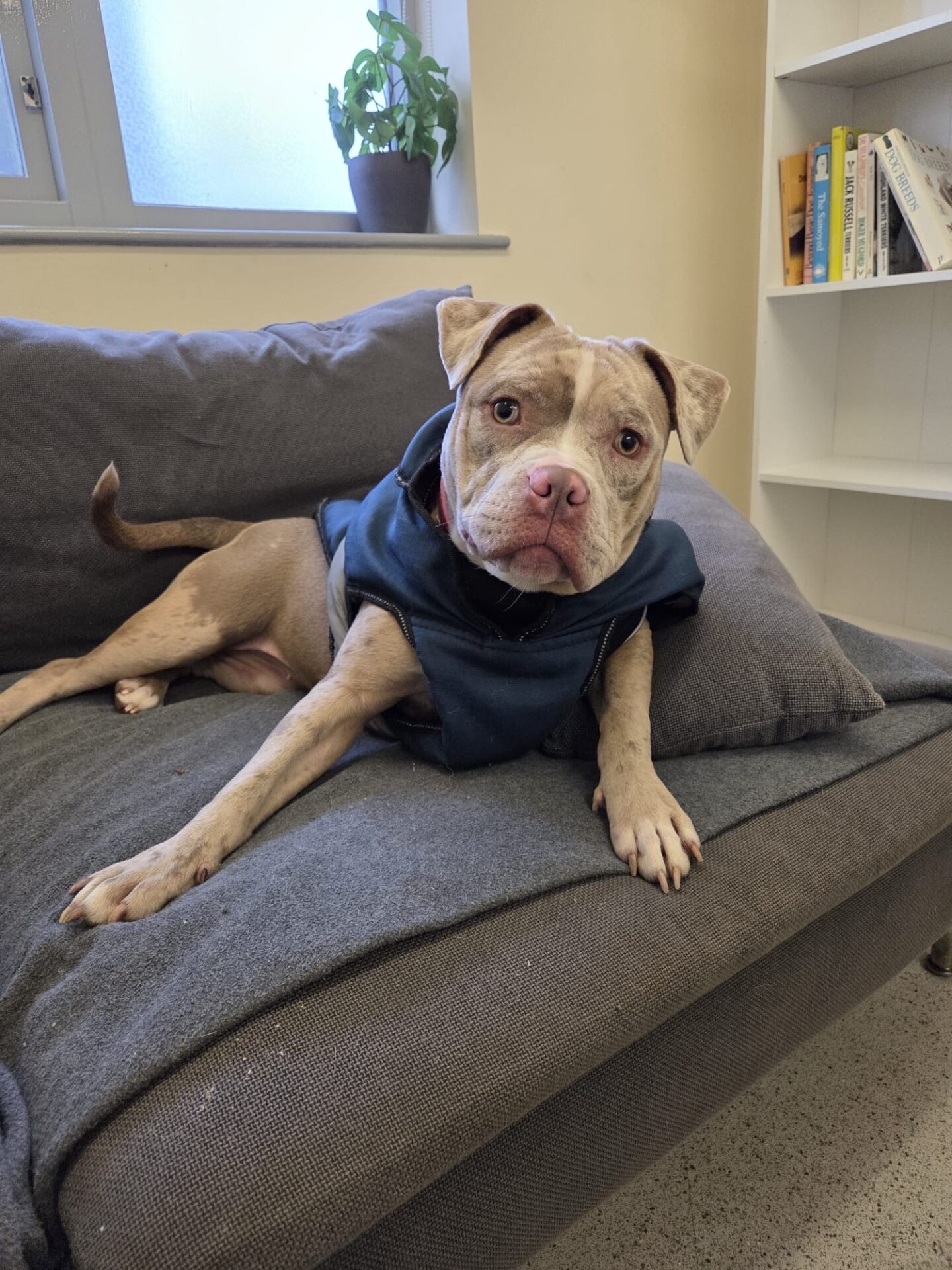 A light brown mongrel wearing a blue hoodie lies on a gray couch, looking at the camera. A bookshelf with books and a potted plant on the windowsill are visible in the background.