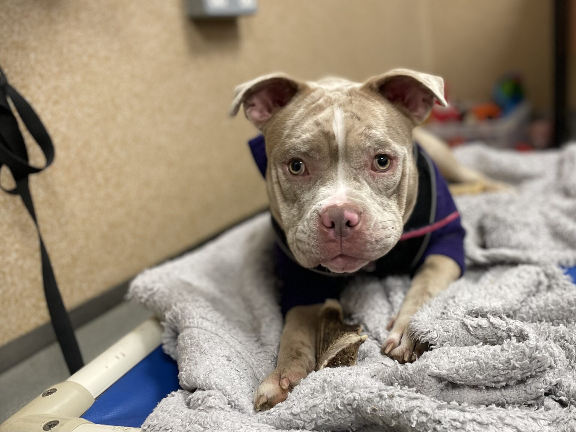 A light brown and white mongrel with a pink nose lies on a soft gray blanket, looking directly at the camera. The dog is wearing a purple sweater and appears to be indoors.