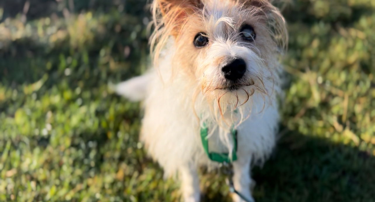 A small, scruffy Jack Russel with white and tan fur and a green collar sits on the grass, looking up at the camera with bright eyes and perked ears, bathed in soft natural sunlight.