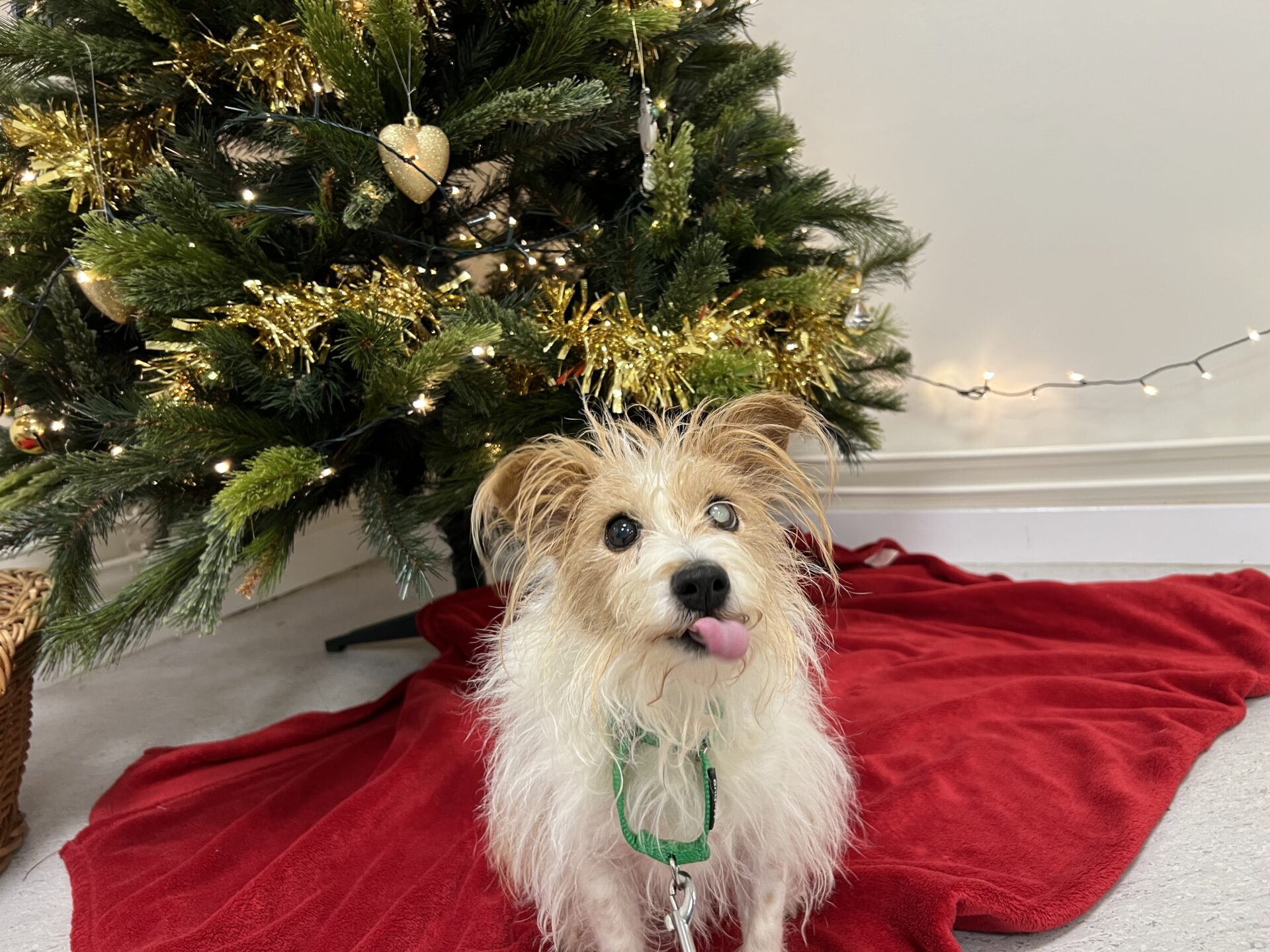 A small, scruffy white and tan Jack Russel sits on a red blanket in front of a decorated Christmas tree with gold tinsel and lights. The dog has its tongue out and looks up curiously.