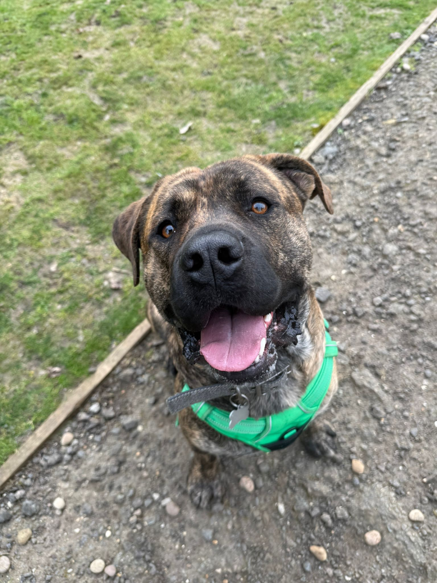 A brown and black brindle Presa Canario cross wearing a green harness sits on a gravel path, looking up with its mouth open and tongue out, appearing happy. Grass and a wooden edging are visible in the background.