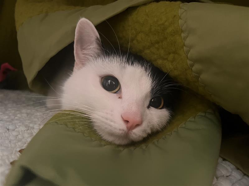 A white cat with black markings peeks out from under a green blanket, looking cozy and relaxed with its head resting on the soft fabric.
