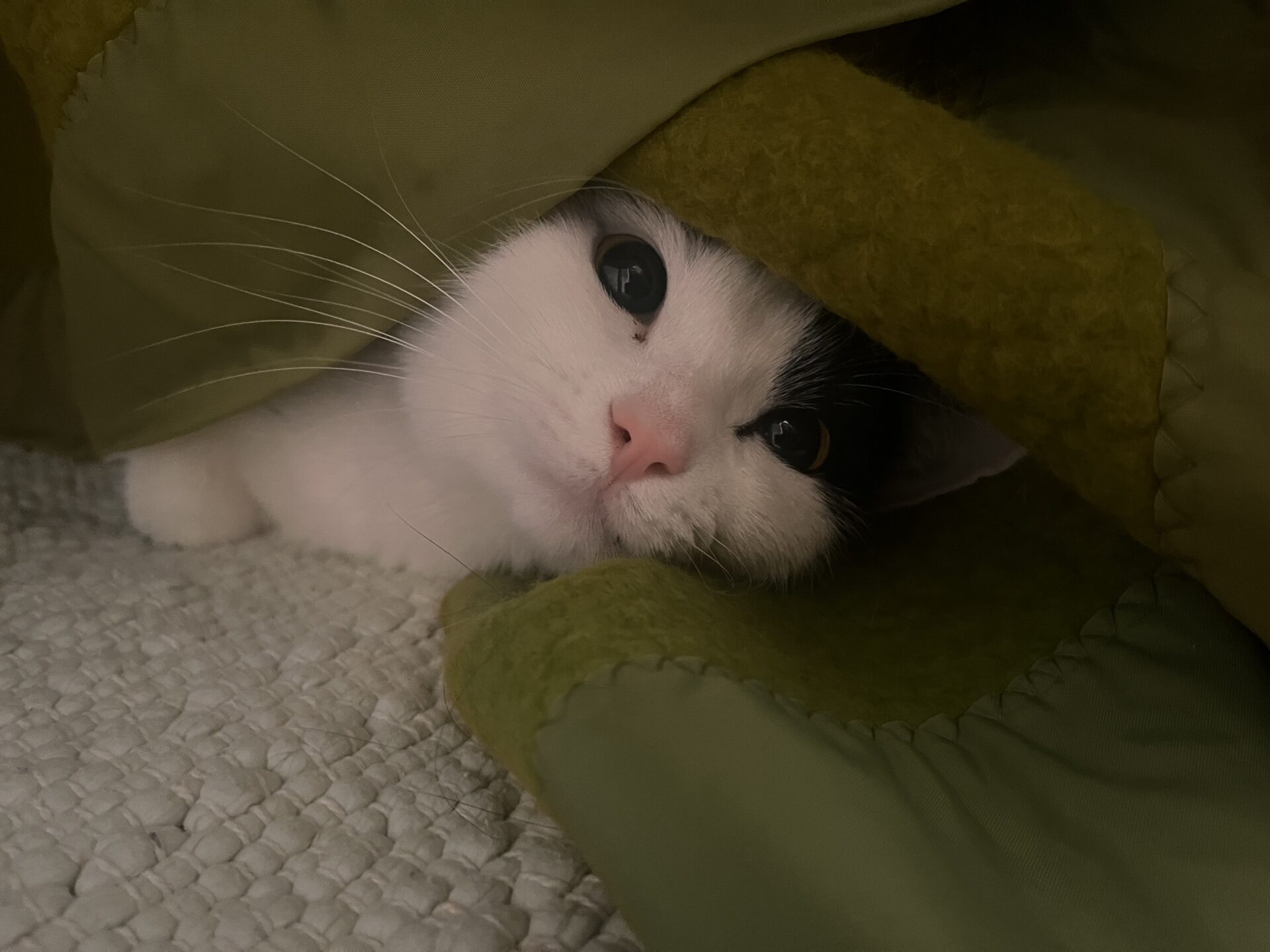 A white and black cat peeks out from under a green blanket, lying on a textured light-colored surface and looking directly at the camera with wide eyes.