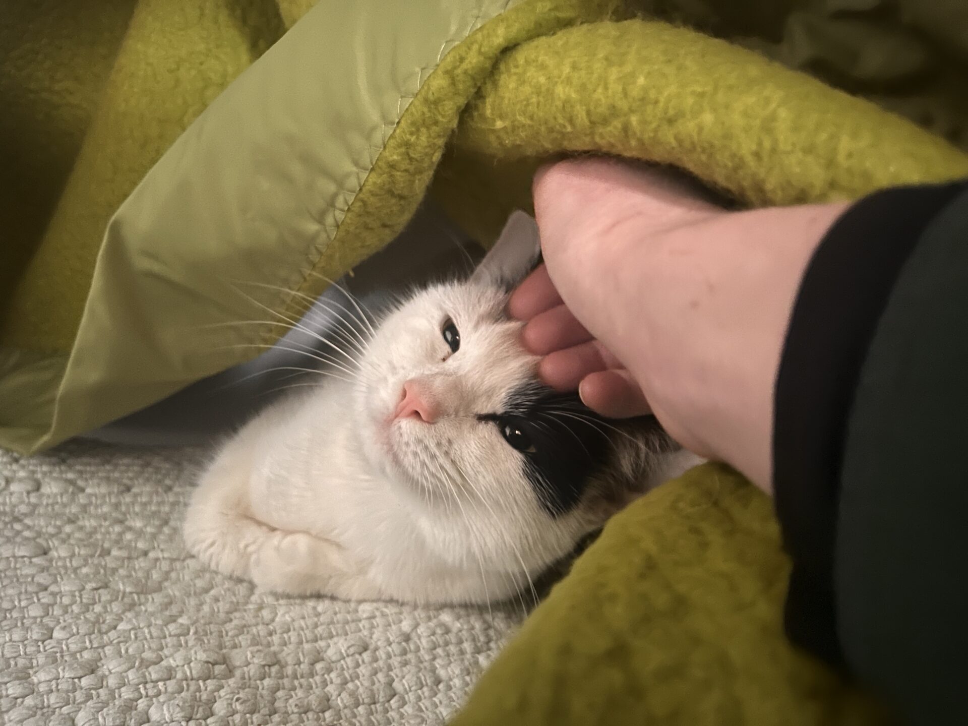 A white cat with black markings lies under a green blanket, looking content as a hand gently pets its head.