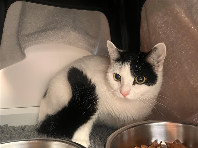 A black and white cat with wide eyes sits on a soft gray surface beside two metal food bowls, partially sheltered under a plastic structure.