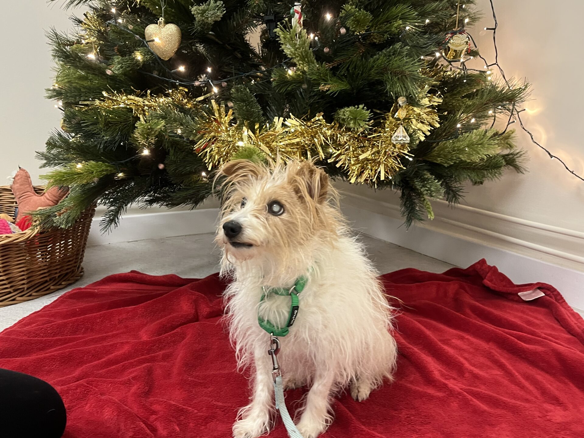 A small, fluffy Jack Russel with white and brown fur sits on a red blanket in front of a decorated Christmas tree with gold tinsel and ornaments. The dog wears a green harness and leash, looking slightly to the side.