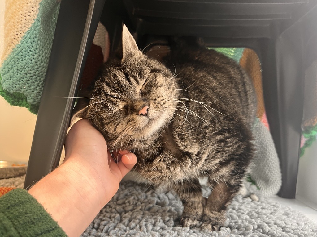 A tabby cat with closed eyes enjoys being petted under the chin by a persons hand, standing on a soft blue mat under a chair draped with colorful blankets.