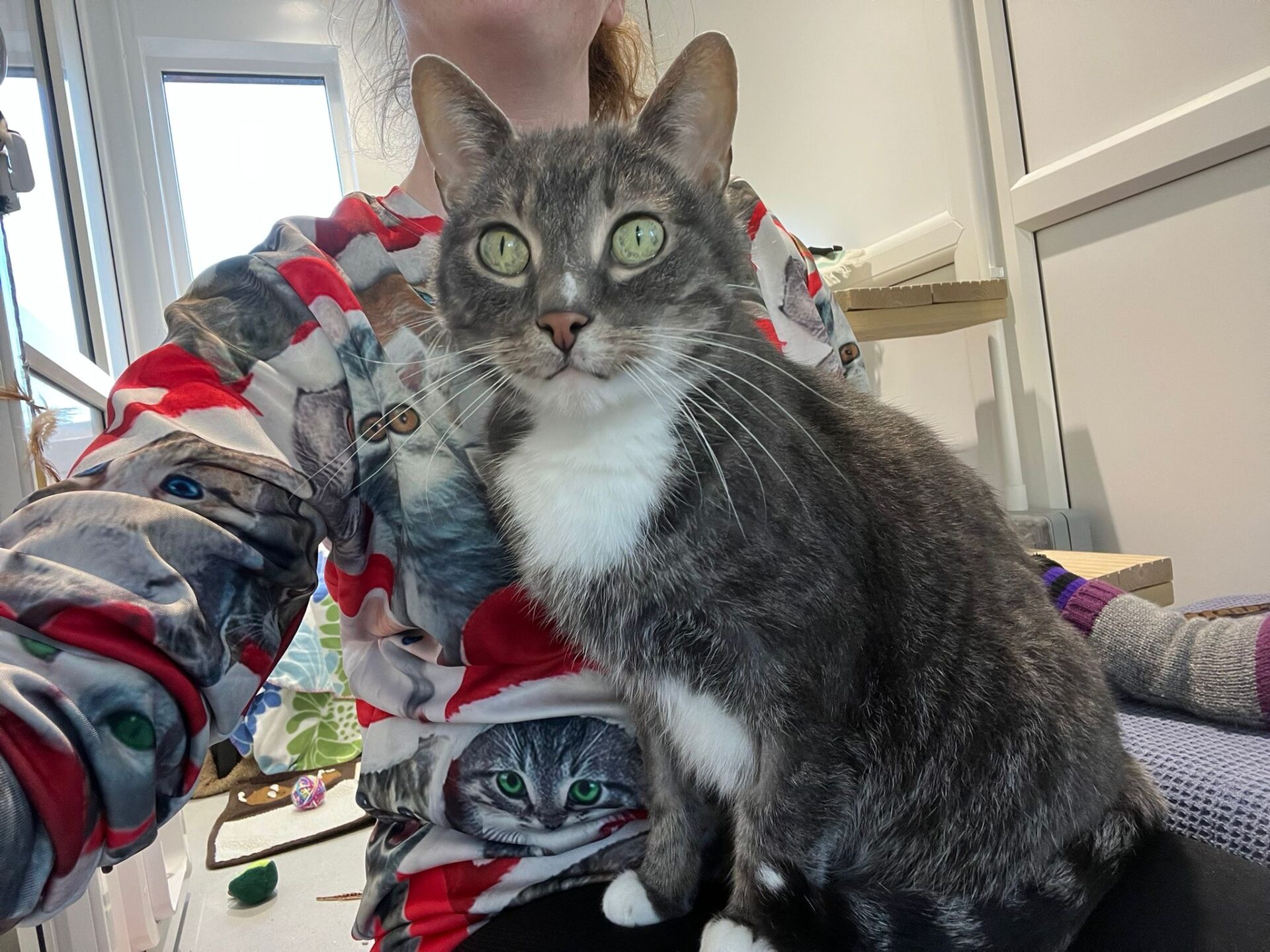 A gray and white cat with green eyes sits on a persons lap. The person is wearing a colorful shirt featuring images of cats, and they are in a bright room with shelves and cat toys in the background.