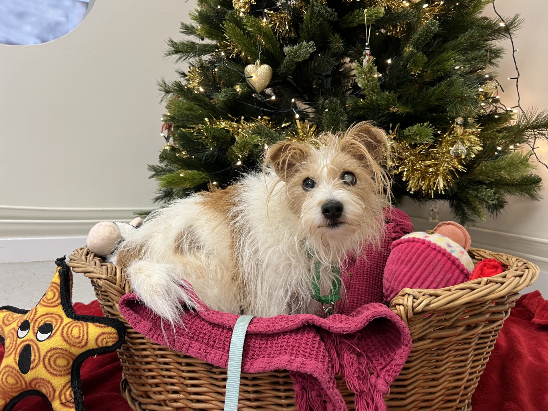 A small, fluffy Jack Russel with light brown and white fur lies in a wicker basket lined with a pink blanket, surrounded by toys, in front of a decorated Christmas tree.