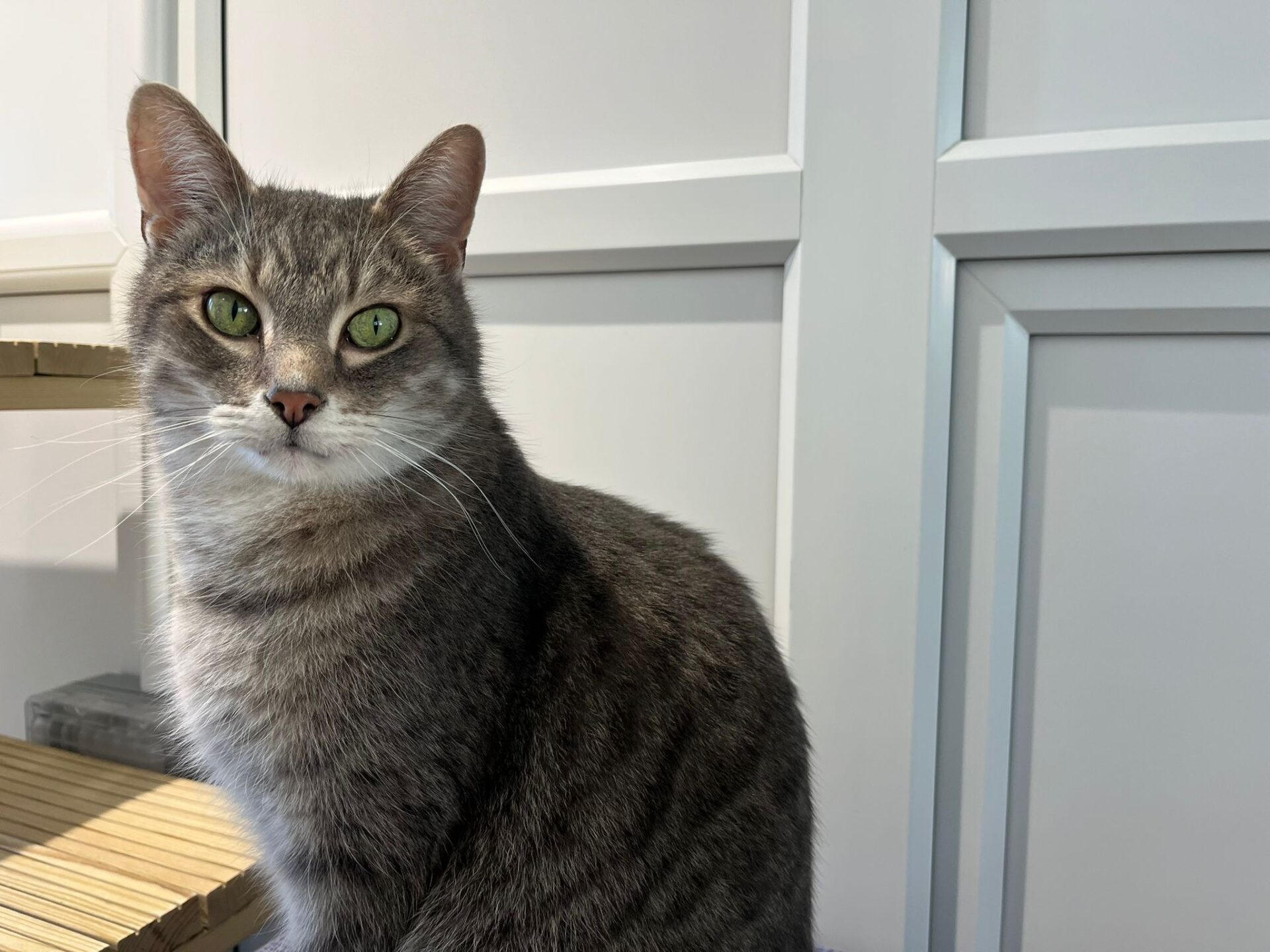 A gray tabby cat with green eyes sits indoors in front of white paneled cabinets, looking directly at the camera.