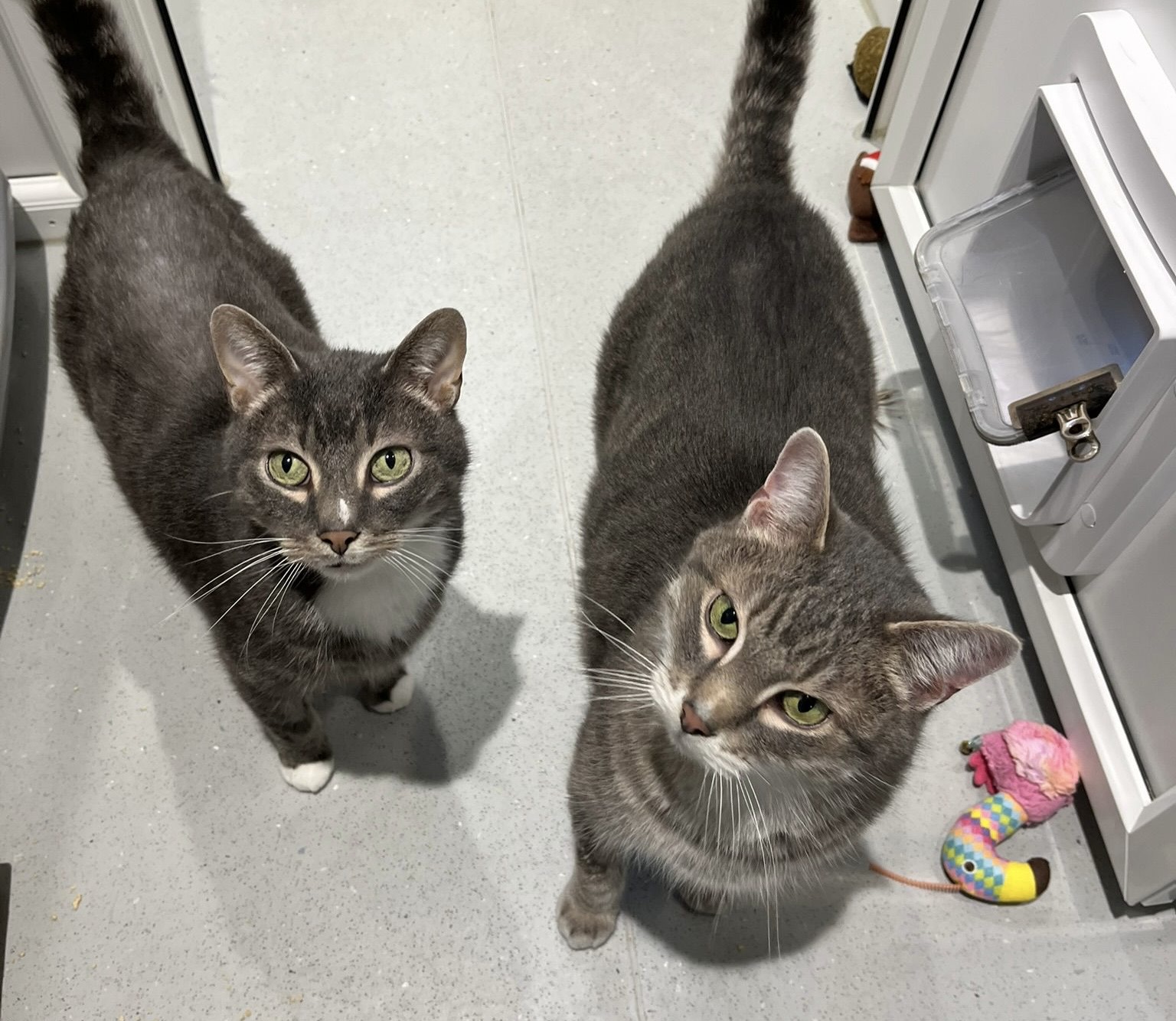 Two grey tabby cats with white markings stand on a light-colored floor, looking up. A colorful toy mouse is on the floor near a cat flap in a white door.