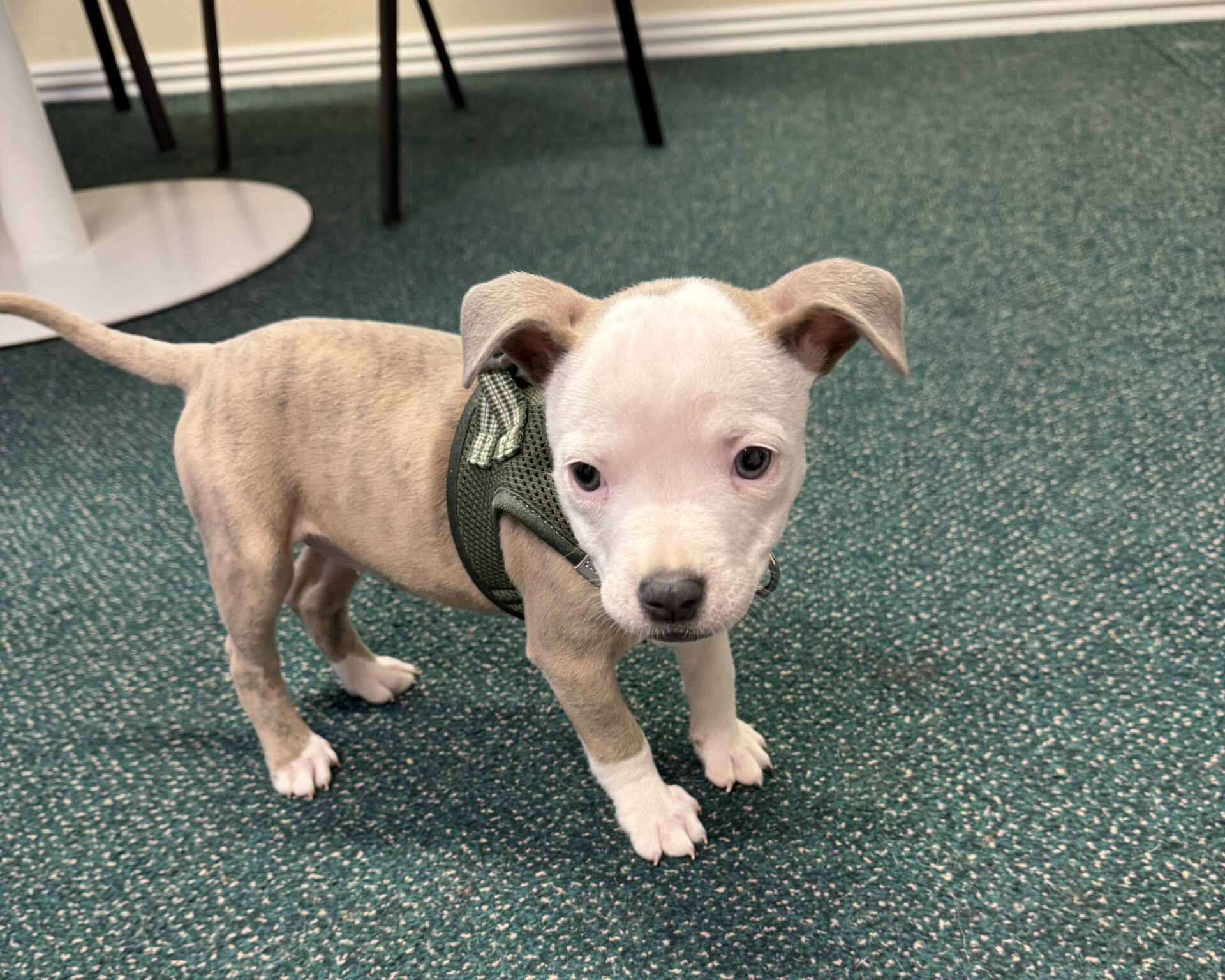 A small, light brown and white puppy wearing a green harness stands on green carpet, looking toward the camera. Some table and chair legs are visible in the background.