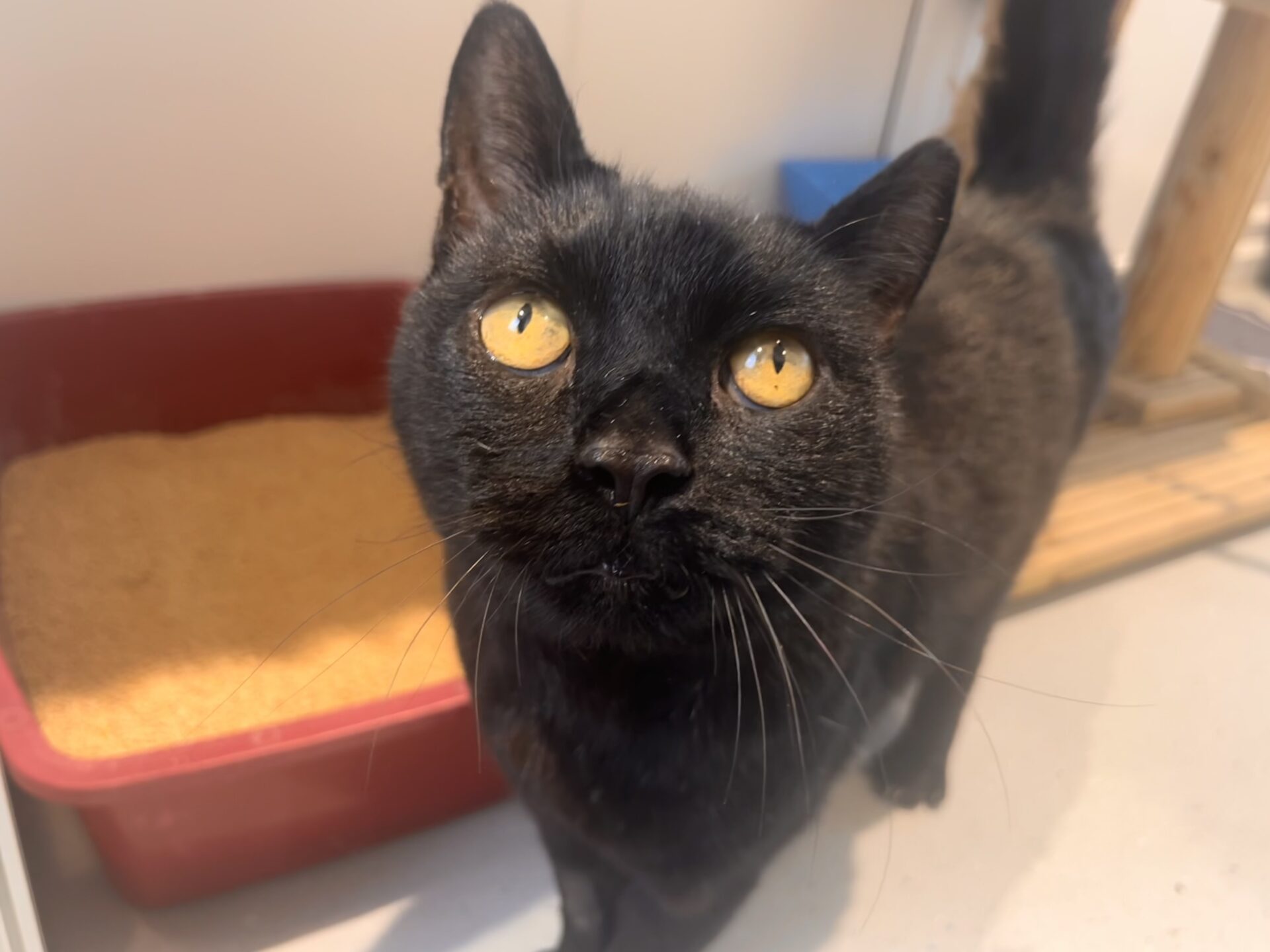 A black cat with bright yellow eyes stands in front of a red litter box, looking up at the camera. The background shows part of a beige scratching post on a white floor.