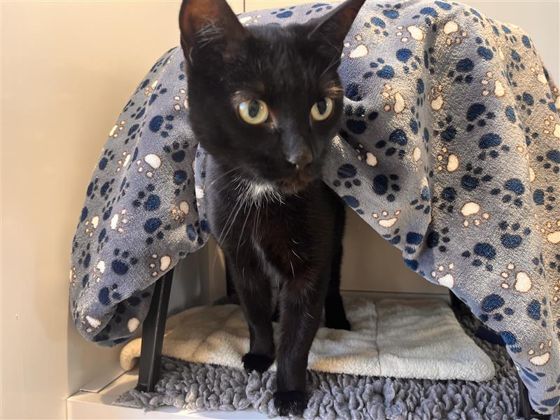A black cat with white markings stands under a blue blanket with paw prints, inside a cozy shelter lined with soft bedding. The cat looks alert with wide, curious eyes.