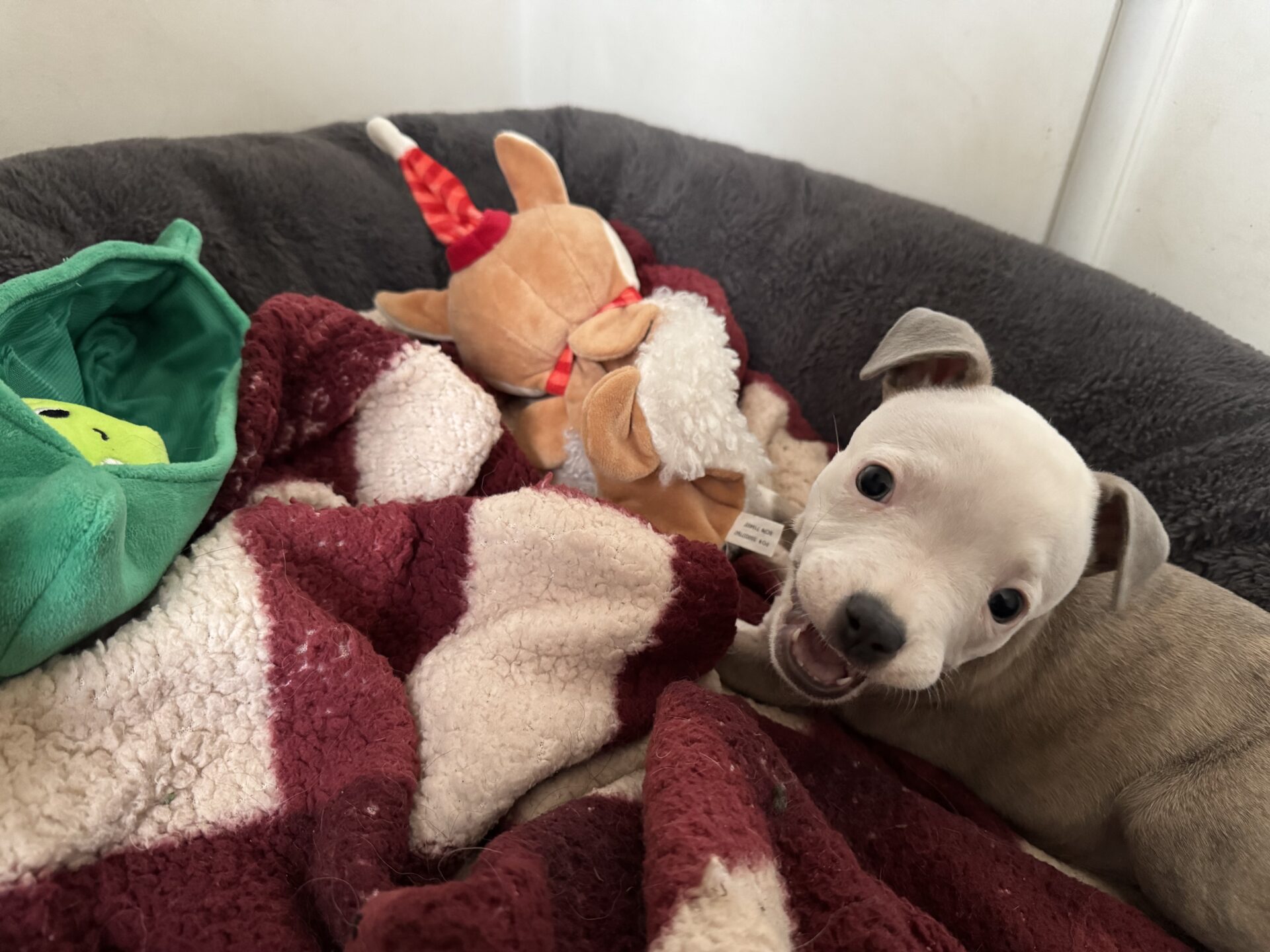 A playful puppy with light brown fur and a white face lies in a cozy dog bed with a red and white blanket, beside a plush toy reindeer and a green toy. The puppy looks at the camera with its mouth open.