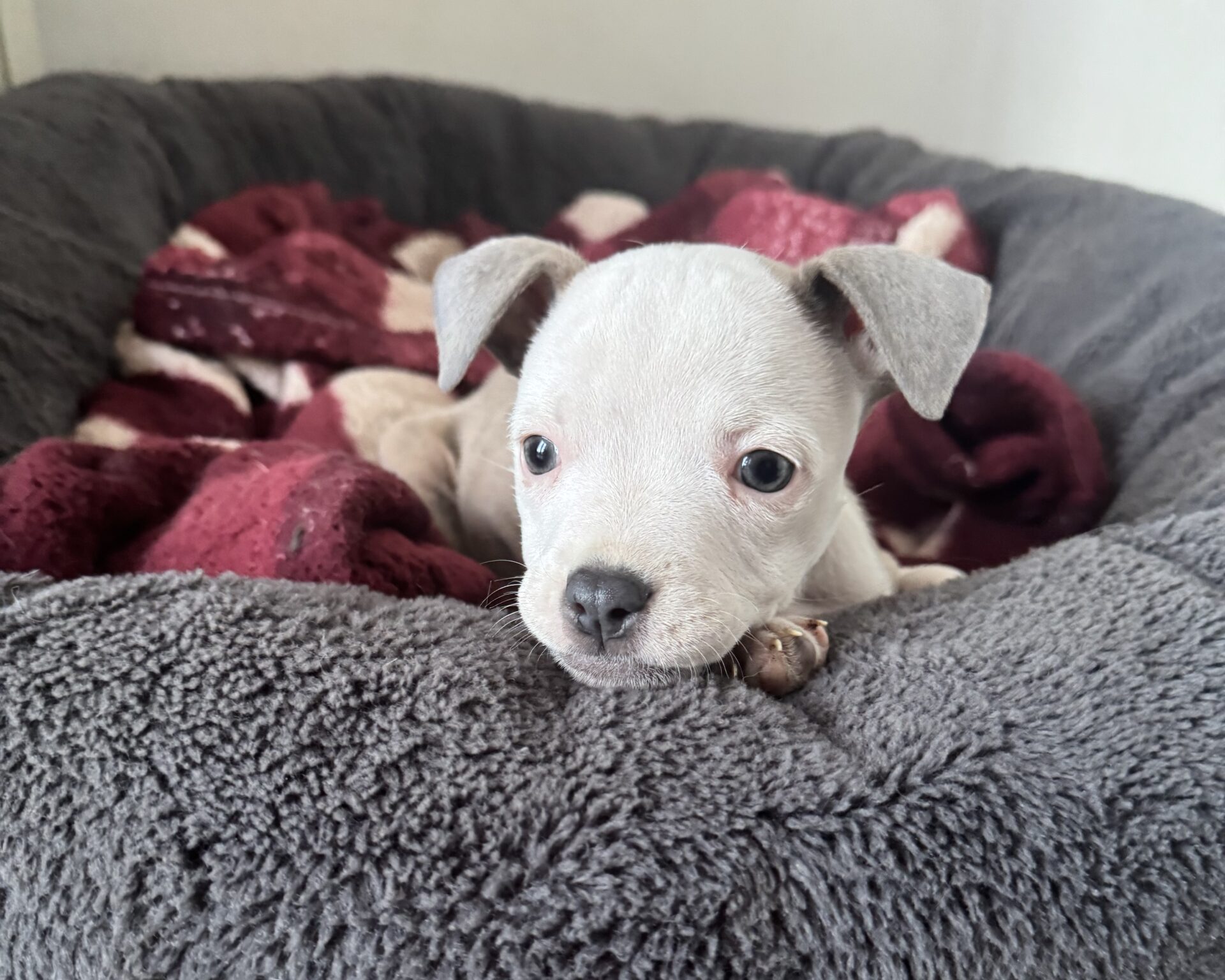 A small, light-colored puppy with grey ears lies on the edge of a plush gray dog bed, surrounded by maroon and cream blankets, looking forward with a calm expression.