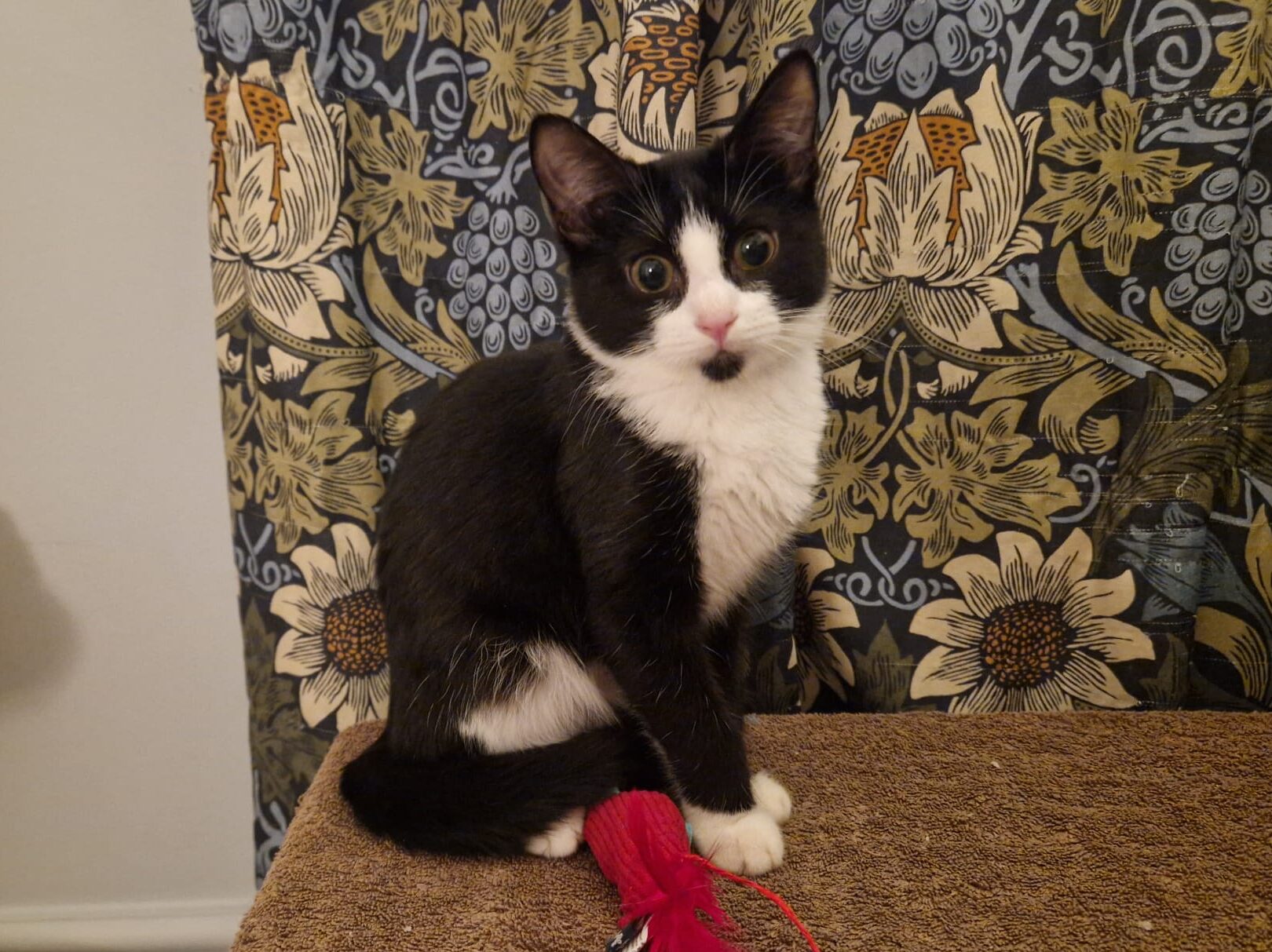 A black and white kitten with large eyes sits on a brown surface beside a red toy, with a floral-patterned curtain in the background.