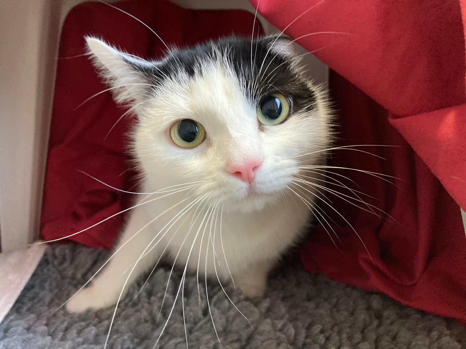 A white cat with black markings and wide green eyes looks up curiously while sitting on a soft gray surface, partially surrounded by red fabric.
