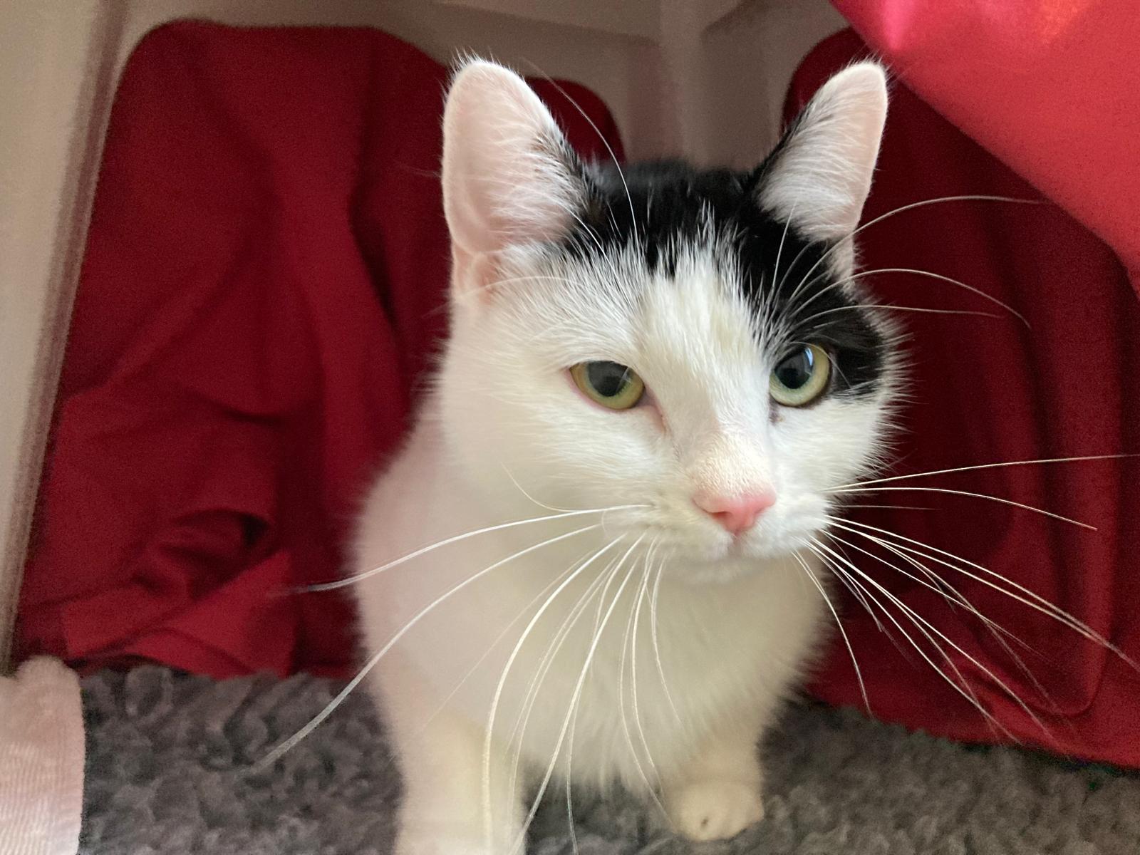 A white cat with black markings on its head sits on a soft gray surface, surrounded by red fabric. The cat looks toward the camera with green eyes and long white whiskers.