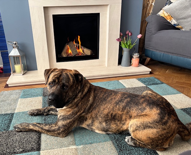 A brindle Mastiff X lies on a blue and beige rug in front of a lit fireplace. Nearby are a lantern, a vase with pink tulips, and a candle on the hearth. A grey sofa with a cushion sits to the right.