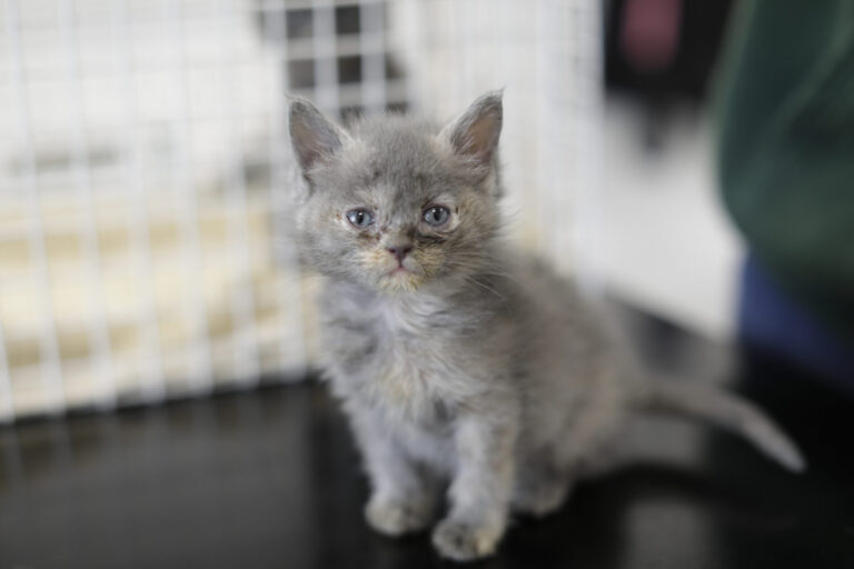 A small gray kitten with blue eyes sits on a black surface in front of a white wire bunny enclosure, looking directly at the camera.