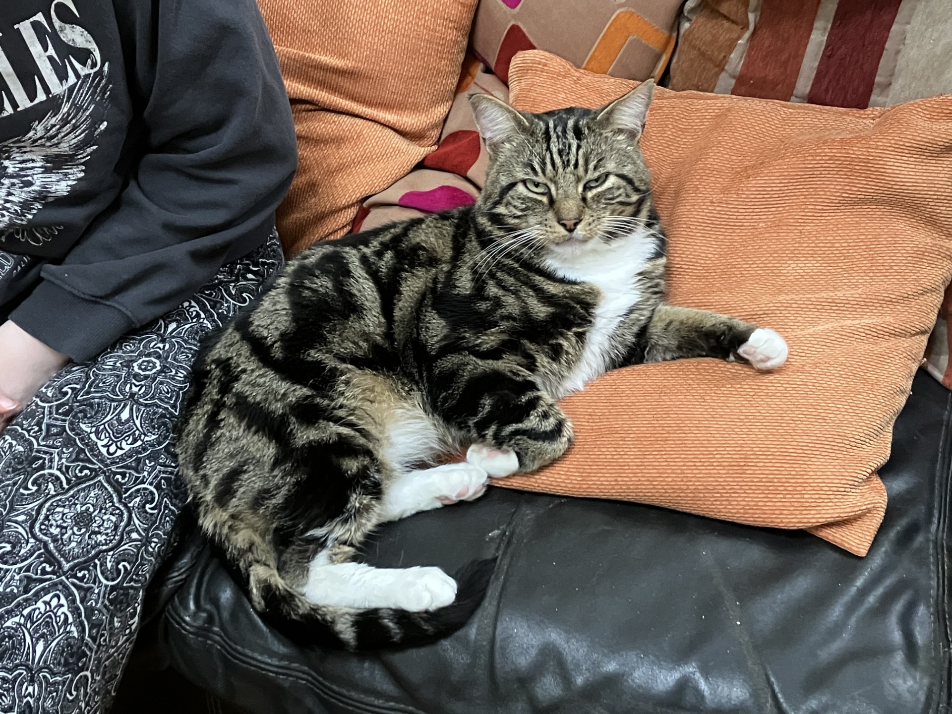 A tabby cat with white paws is lying on an orange cushion on a dark sofa, next to a person wearing patterned pants and a dark sweatshirt. The cat is looking toward the camera with a relaxed expression.