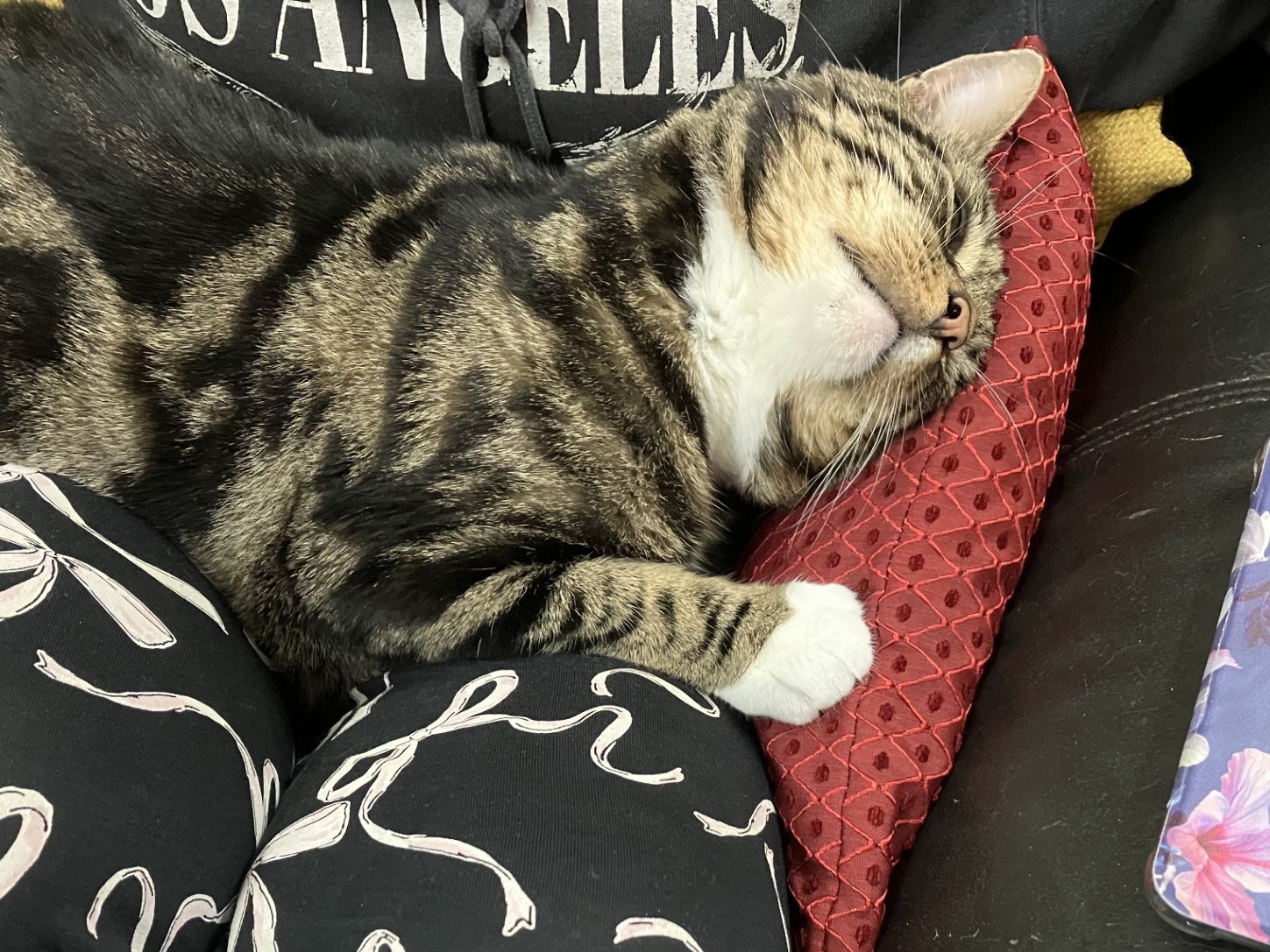 A tabby cat sleeps on a red patterned pillow, nestled between a person’s legs. The person is wearing black pants with white ribbon designs and a black sweatshirt with “LOS ANGELES” visible on the chest.