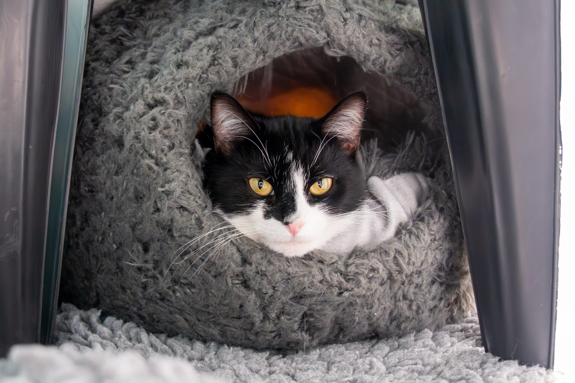 A black and white cat with yellow eyes lies inside a cozy, gray, dome-shaped cat bed, peeking out while resting on a soft, textured surface.
