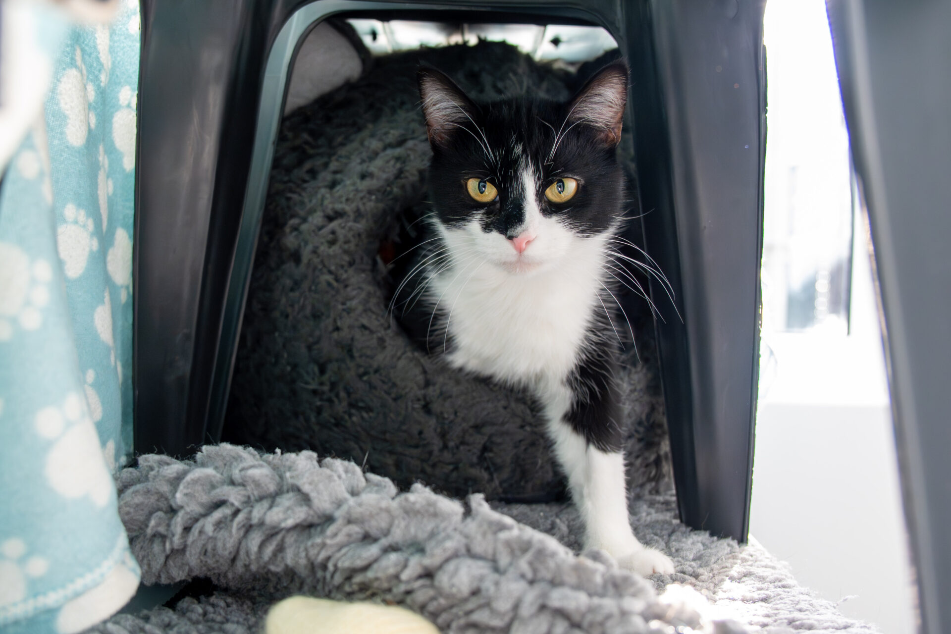 A black and white cat with yellow eyes stands partially inside a dark, cozy cat bed, surrounded by soft gray blankets, looking directly at the camera.