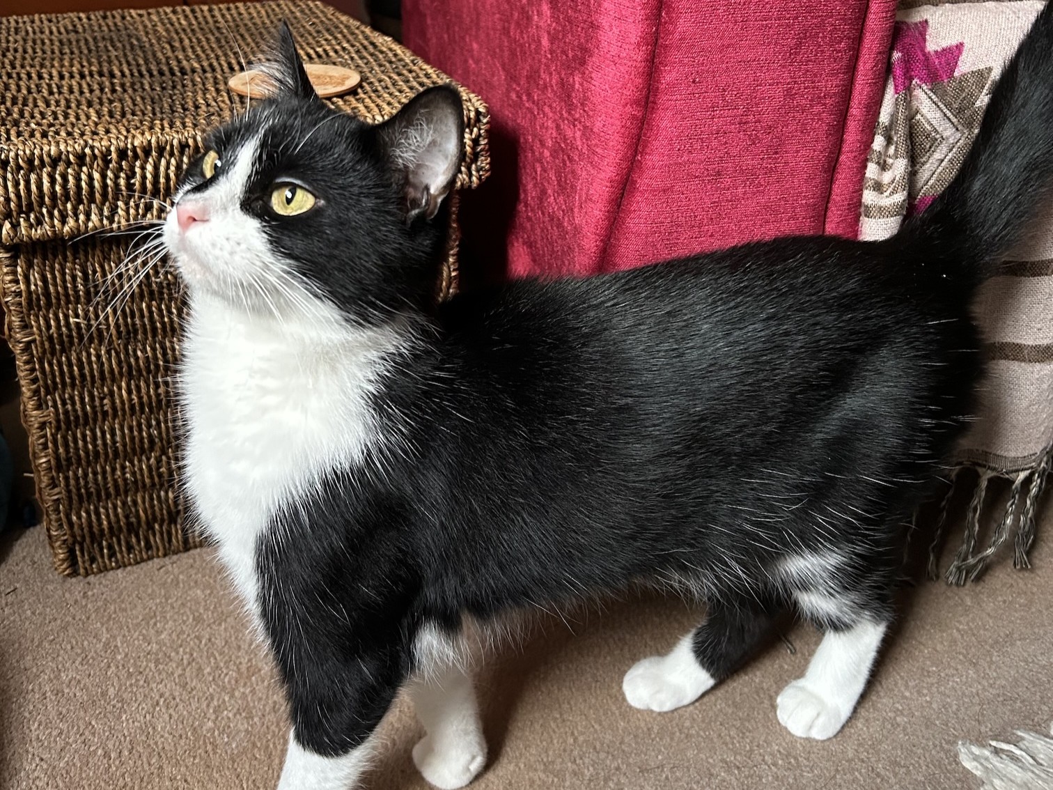 A black and white cat with white paws and chest stands on a carpeted floor, looking up. Behind the cat are a woven basket and a red upholstered piece of furniture.