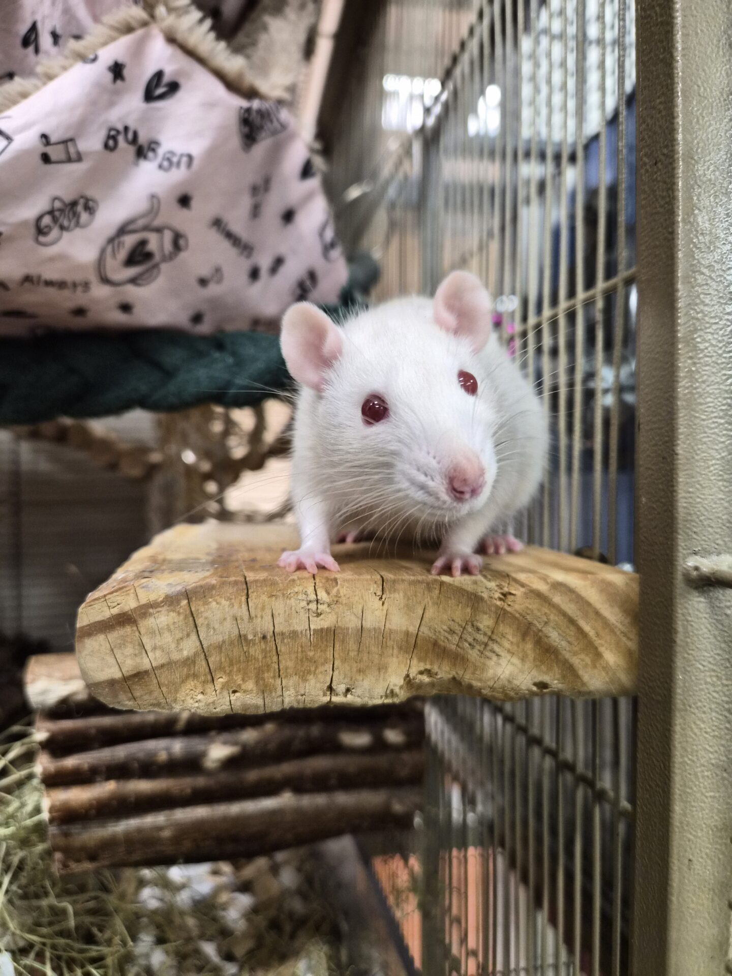 A white rat with pink ears and red eyes stands on a wooden platform inside a cage, looking toward the camera. Fabric bedding with heart patterns is visible in the background.