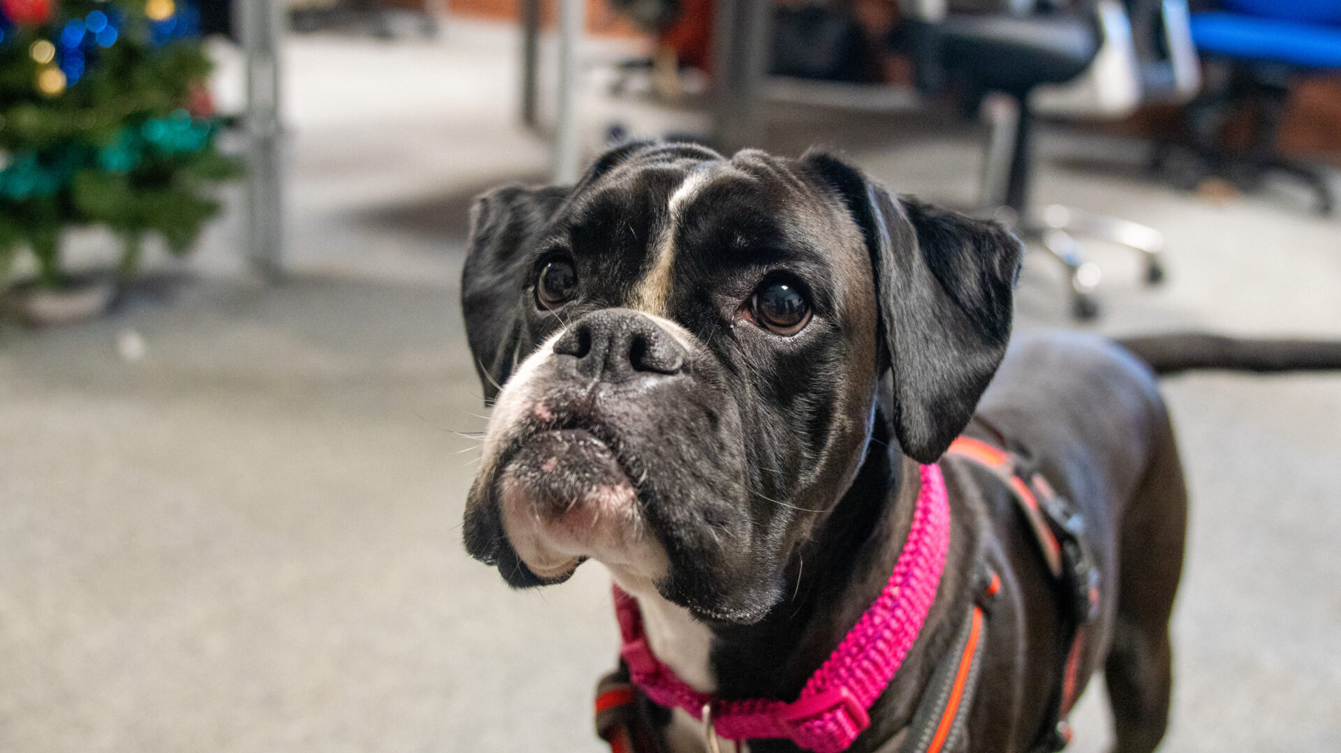 A black and white boxer dog wearing a pink harness stands indoors on a grey carpet, looking up with a curious expression. Office furniture and a decorated Christmas tree are visible in the background.