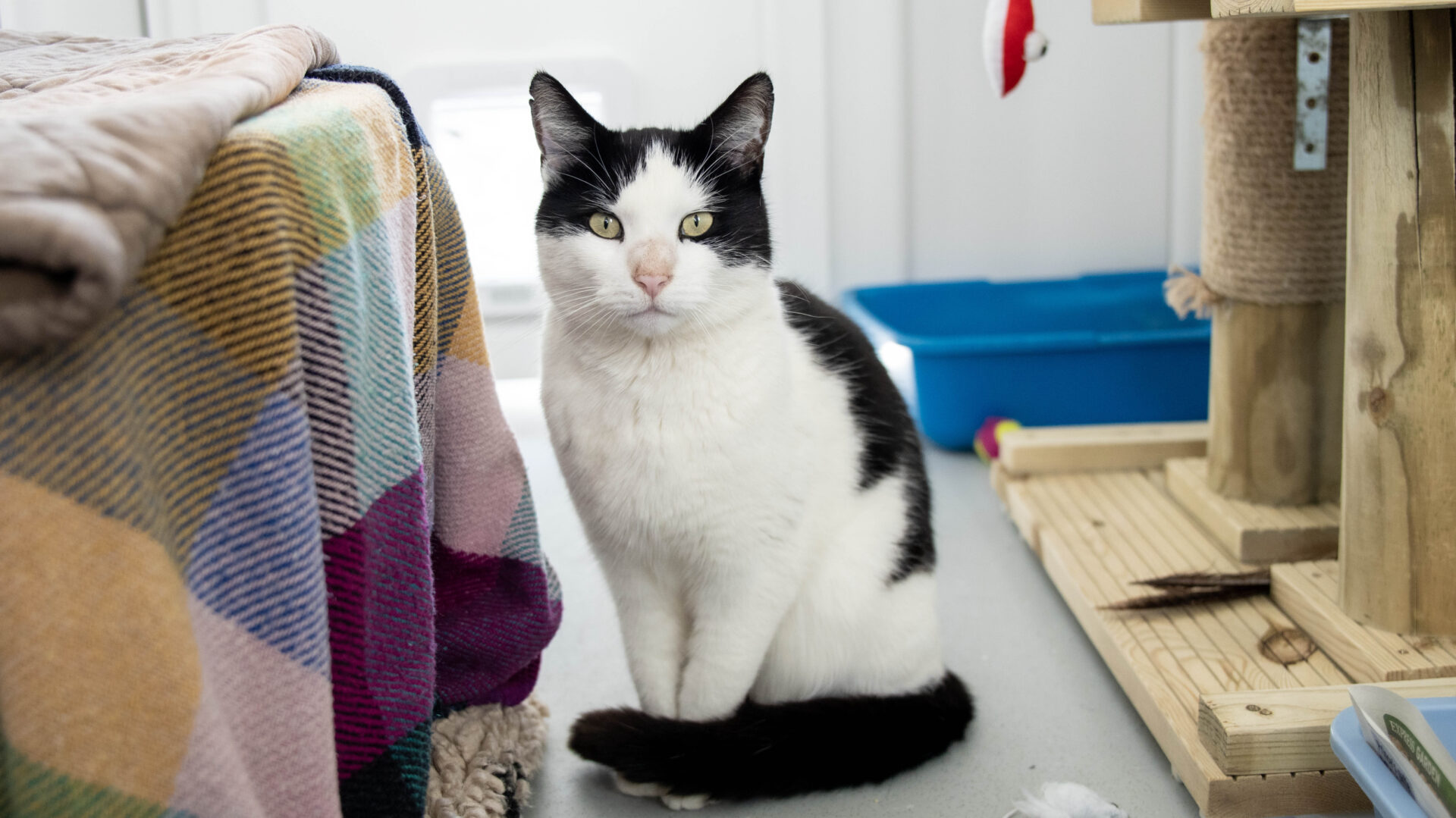 A black and white cat sits on the floor next to a colorful blanket and a cat tree, with a blue litter box in the background.