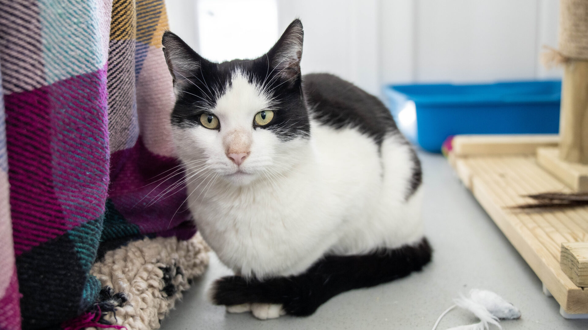A black and white cat with green eyes sits on the floor next to a colorful blanket, near a blue litter box and a scratching post in a bright room.