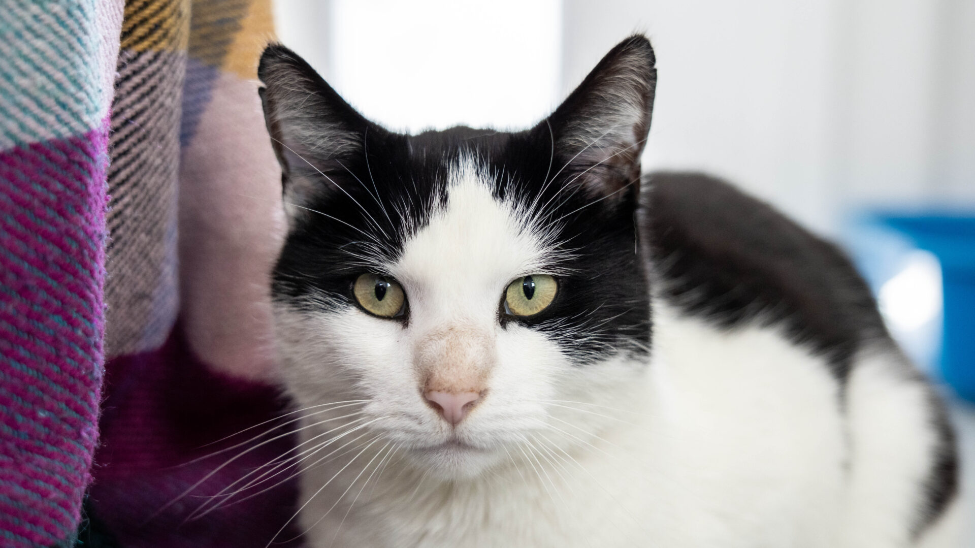 A black and white cat with green eyes looks directly at the camera, sitting next to a colorful blanket with a plaid pattern.