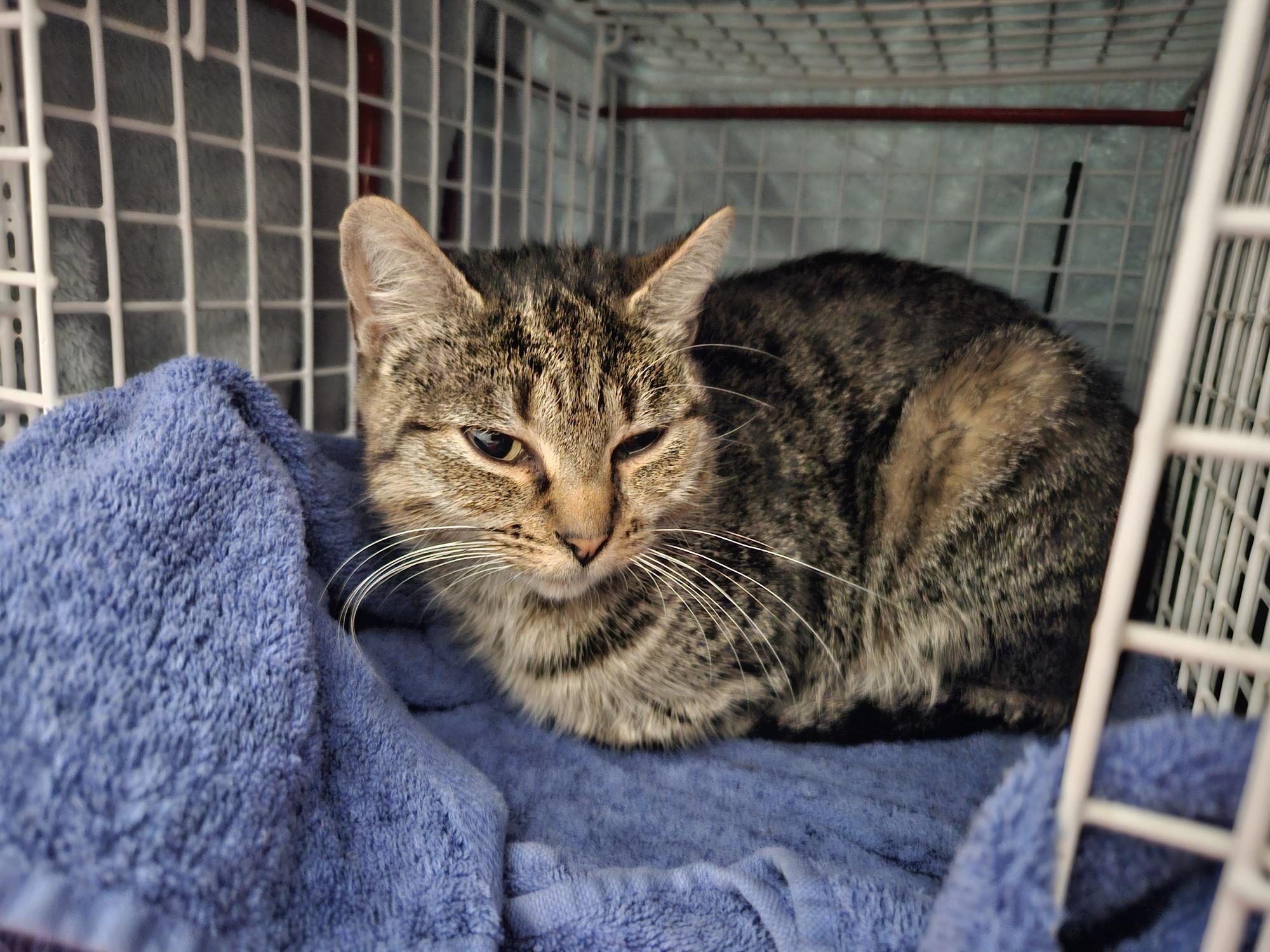 A tabby cat with green eyes lies on a blue towel inside a metal cage, looking slightly cautious or sleepy.