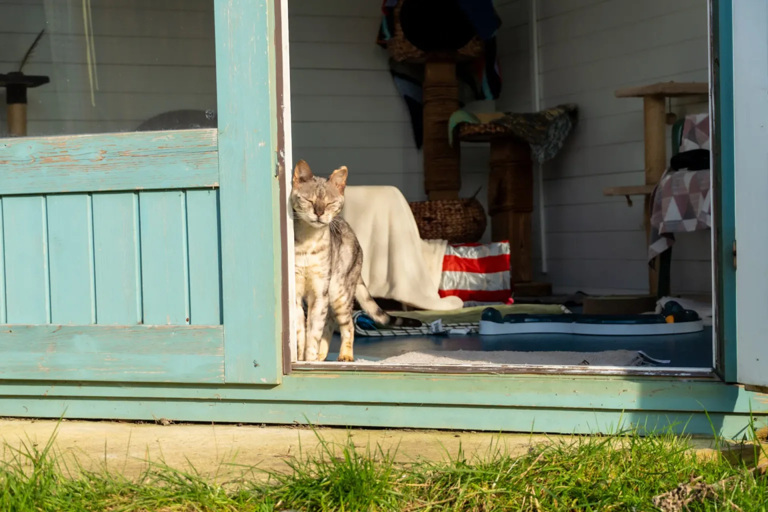 A grey cat stands in the sunlight at the doorway of a teal-painted wooden shed, squinting its eyes. Inside are cat furniture, blankets and a scratching post. Grass can be seen outside the shed.