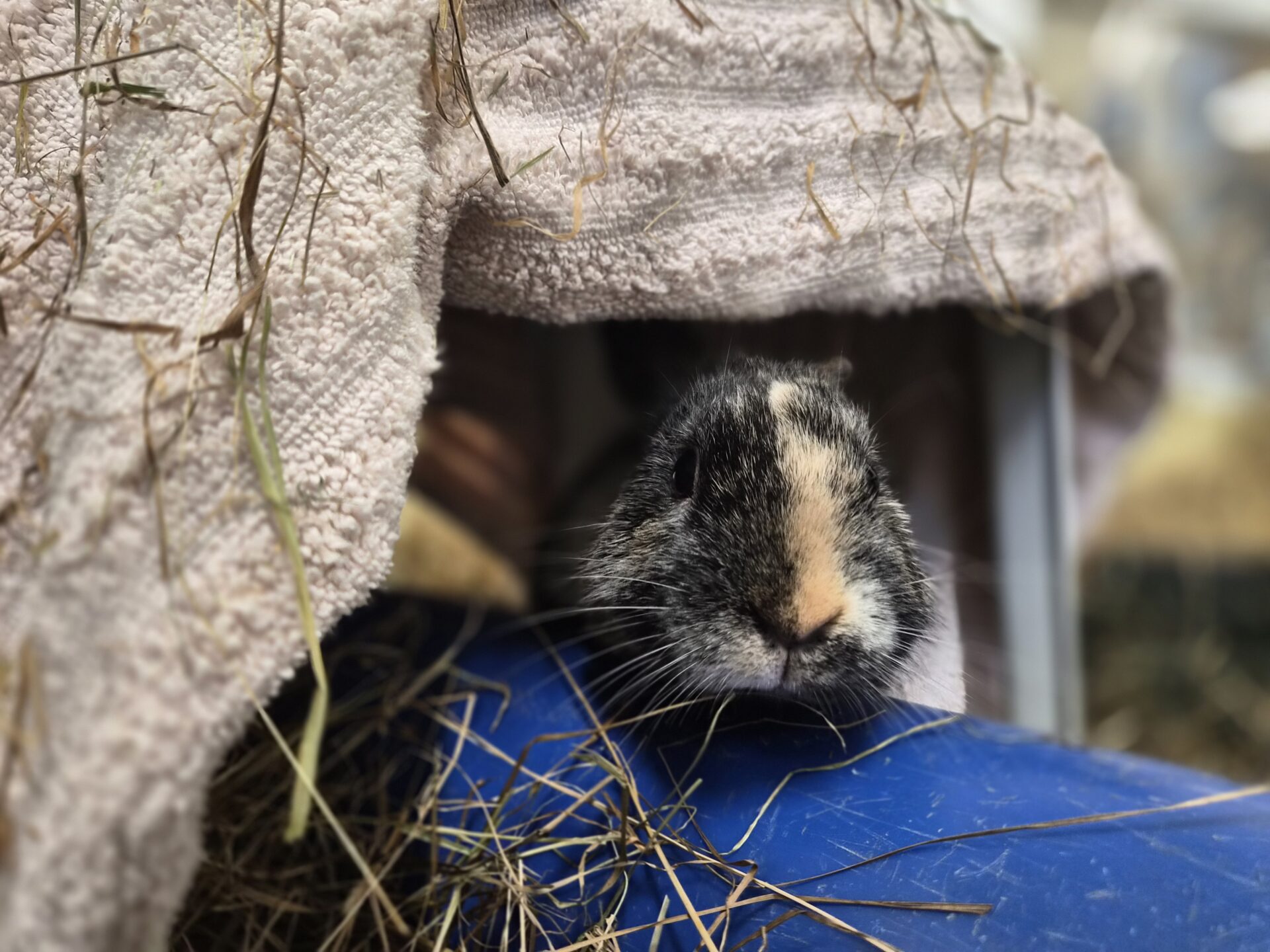 A rabbit peeks out from under a beige towel, surrounded by scattered hay and resting its head on a blue surface. The background is blurred.