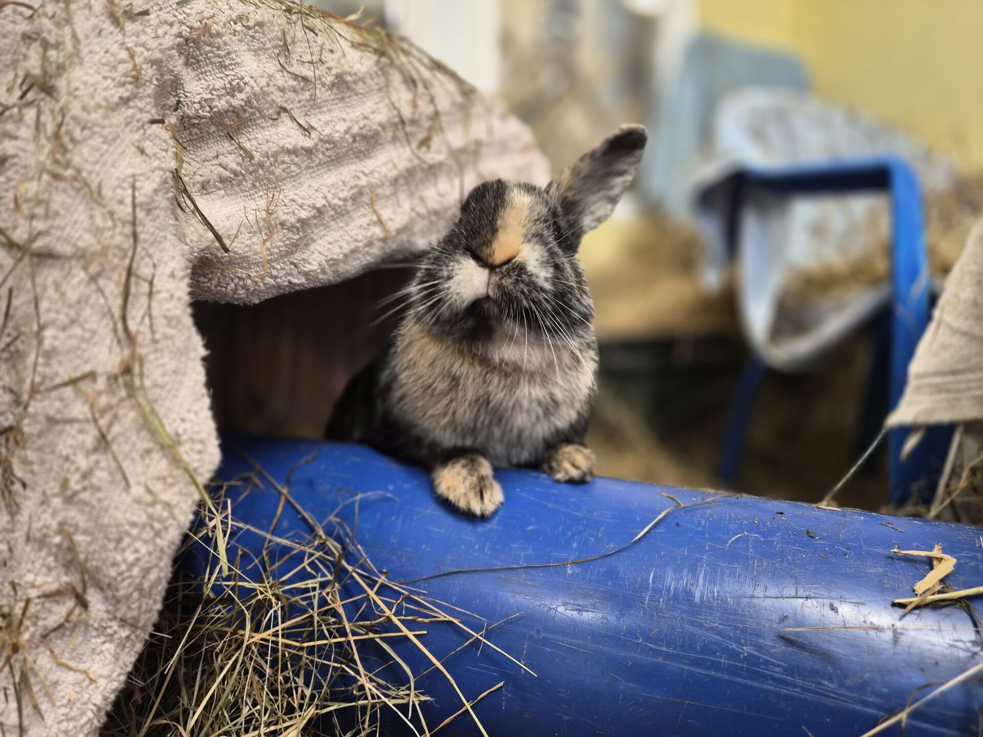 A small black and brown rabbit rests its front paws on a blue tube, surrounded by hay and covered structures in the background.