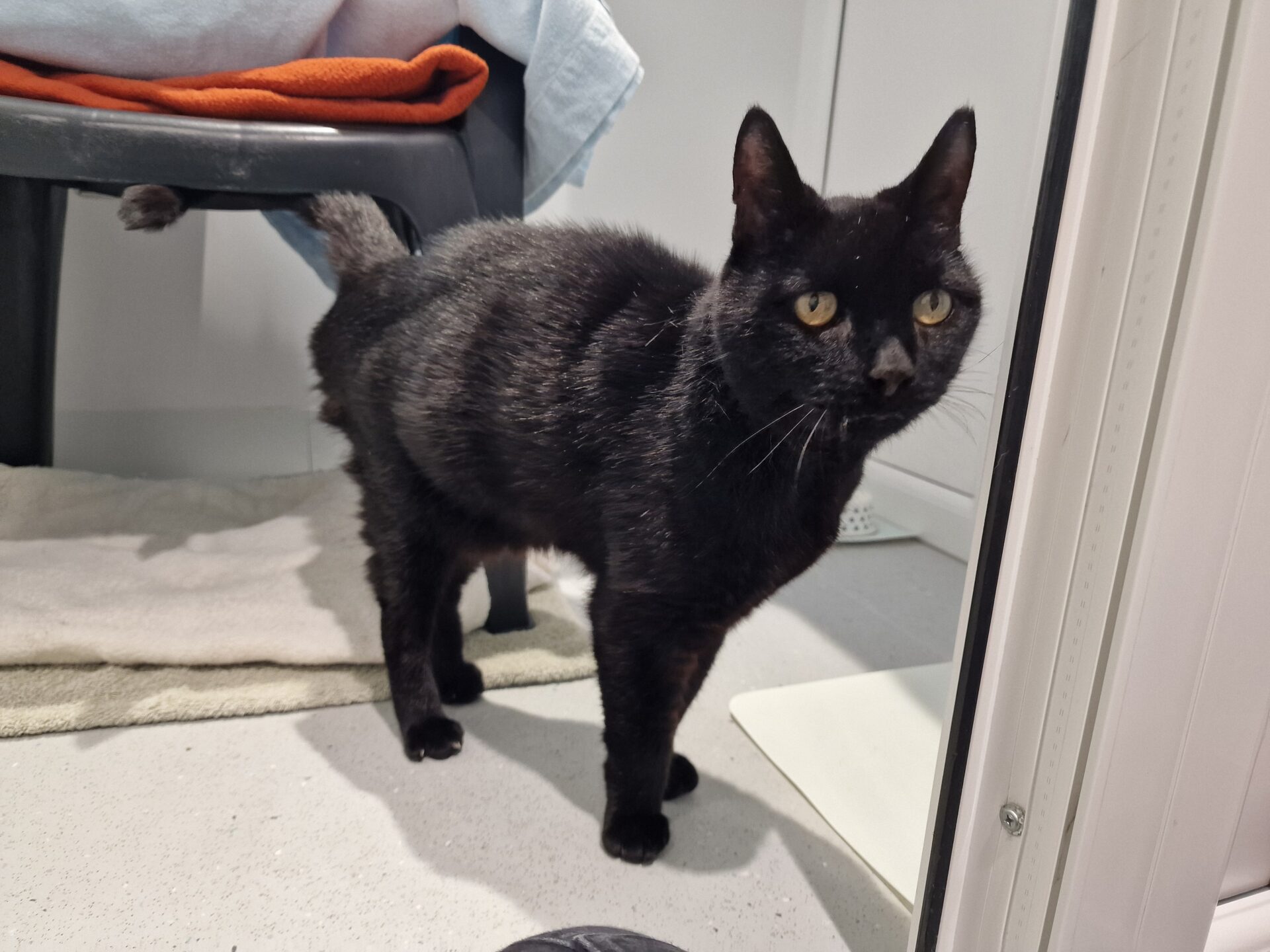 A black cat with yellow eyes stands on a light-colored floor near a white wall, looking toward the camera. There is a beige mat and dark furniture with blankets in the background.