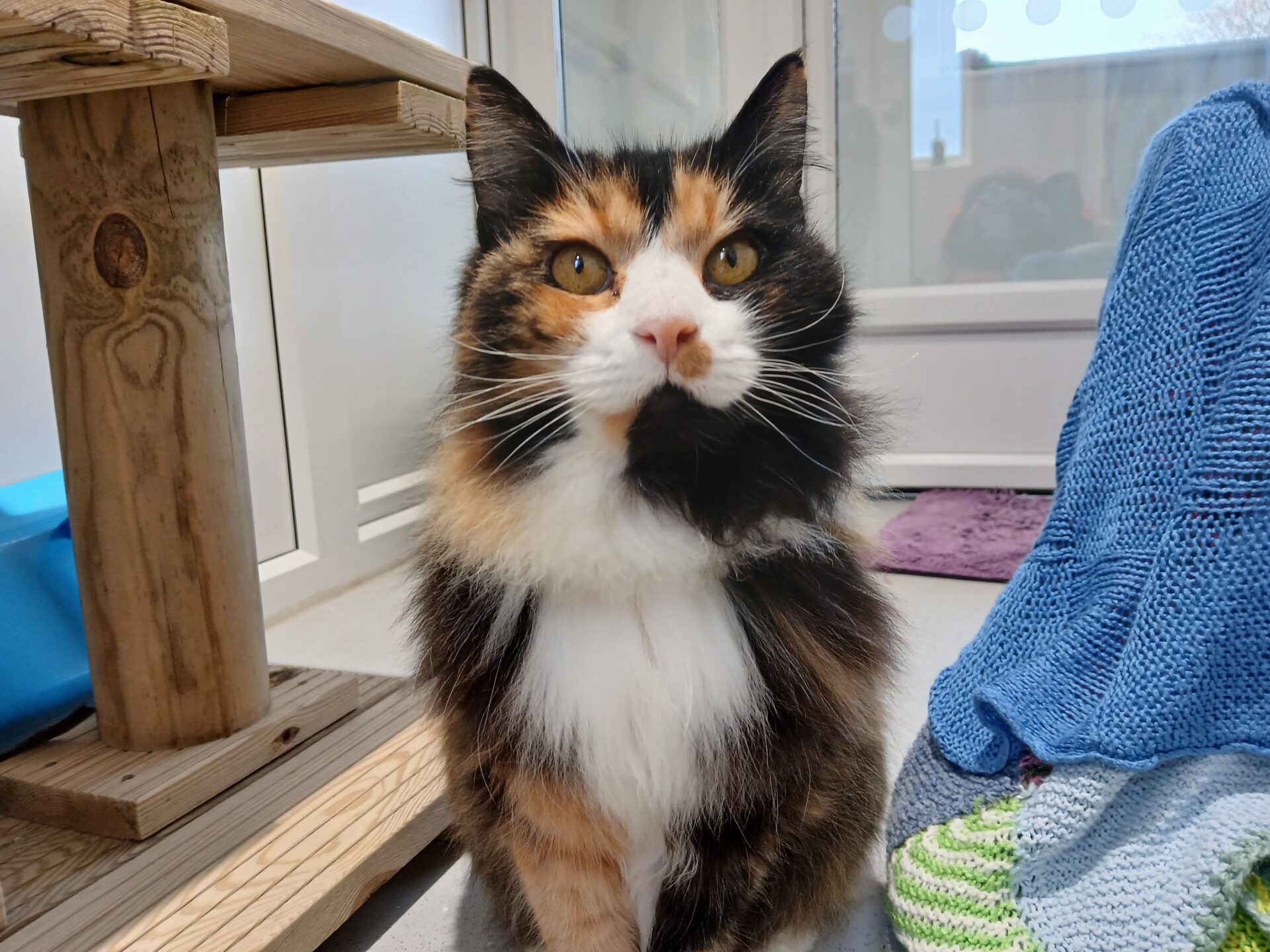 A long-haired calico cat with orange, black, and white fur sits indoors near a wooden cat tree, looking up. Blue and purple knitted blankets are nearby, and a window is in the background.