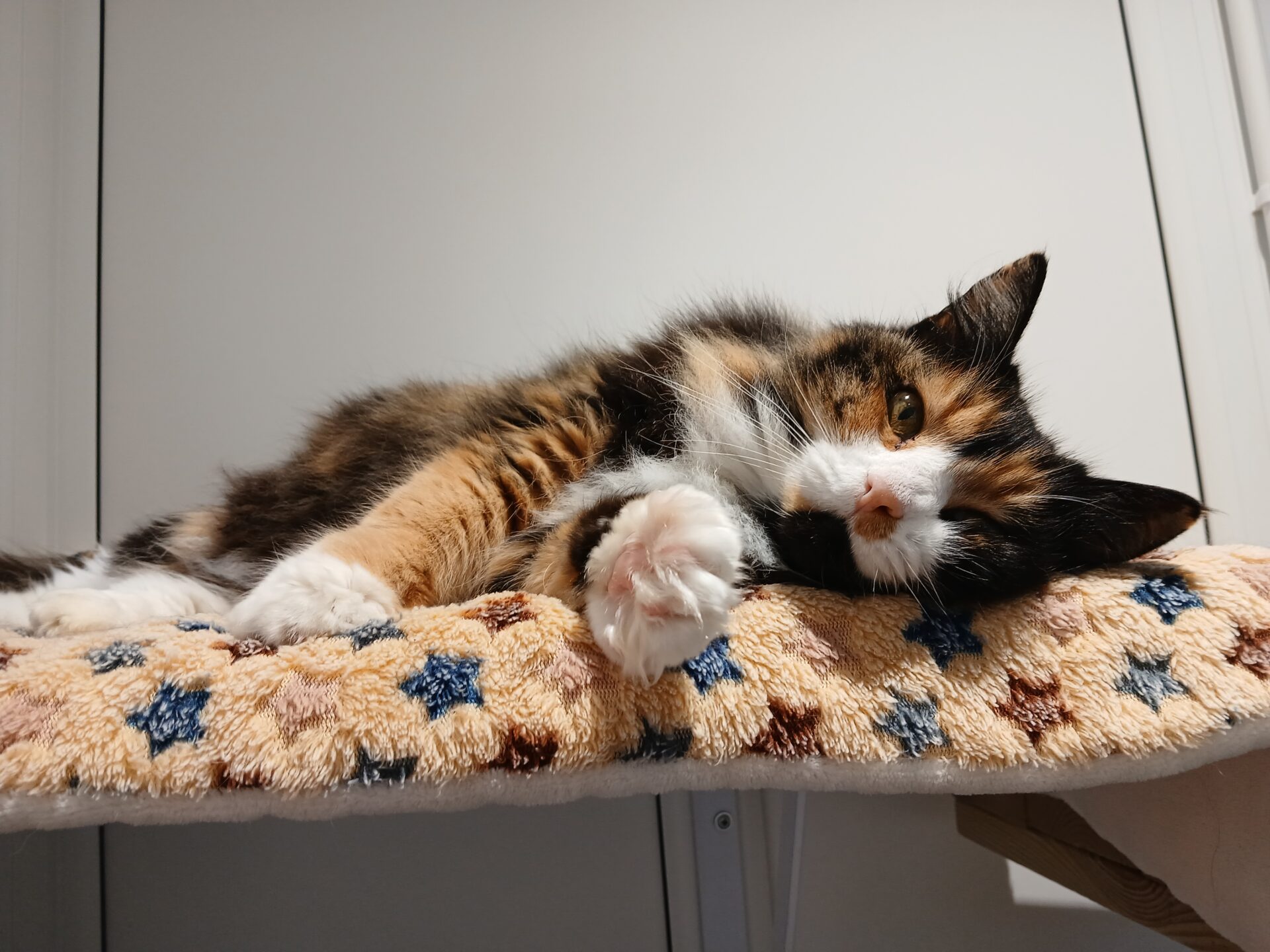 A calico cat is lying on its side on a soft, star-patterned blanket, looking relaxed with one paw stretched toward the camera. The background is a plain, light-colored wall.