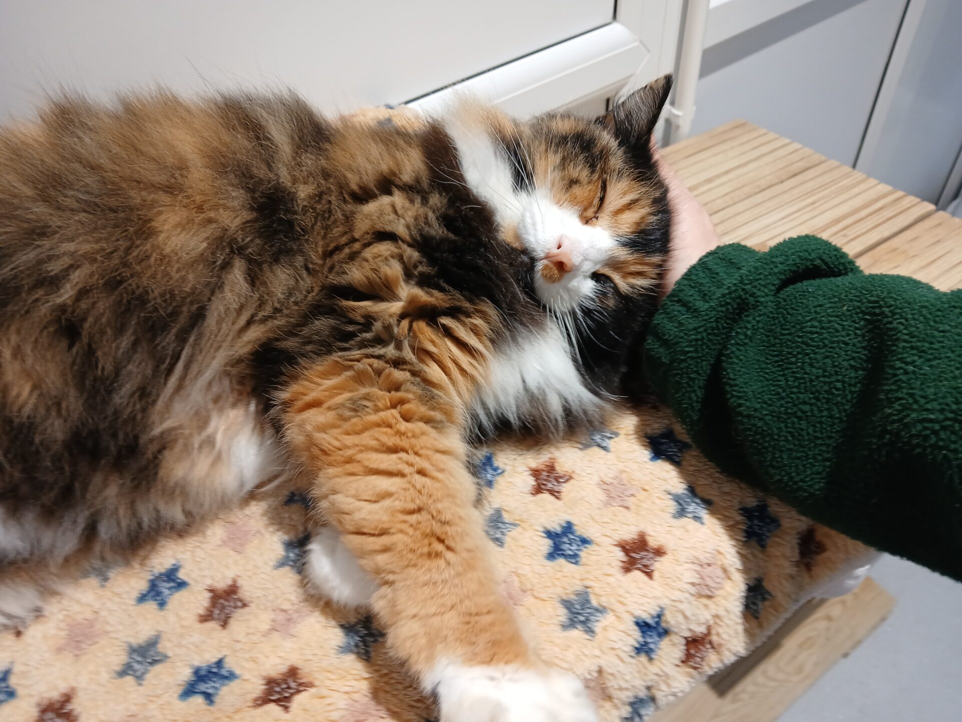 A fluffy calico cat lies on a soft, star-patterned blanket with its eyes closed, enjoying gentle pets from a person wearing a green sleeve.