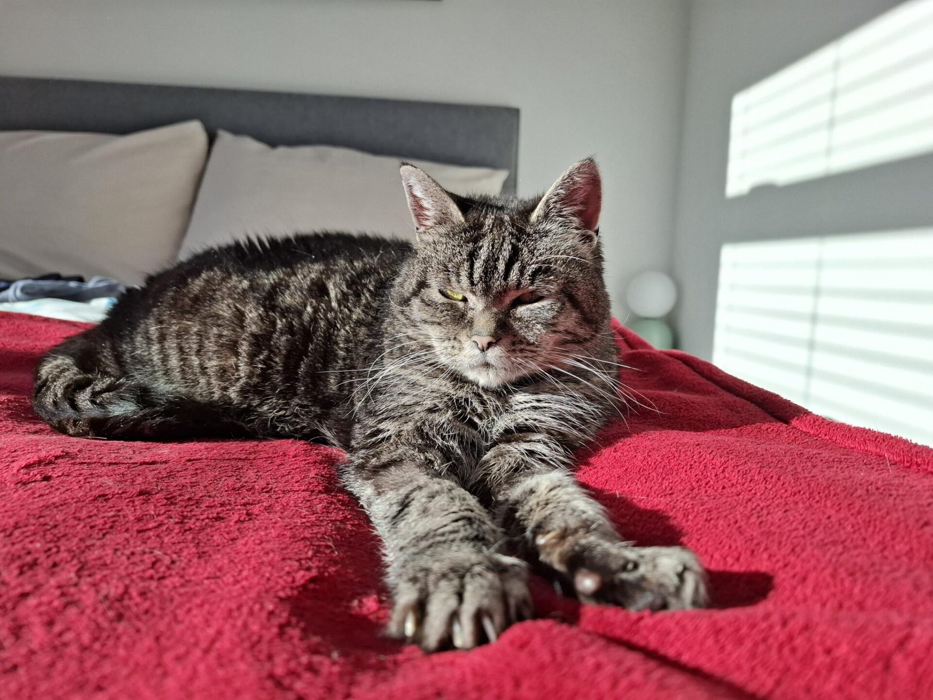 A tabby cat stretches out on a bright red blanket on a bed, eyes half-closed, basking in sunlight streaming through window blinds.