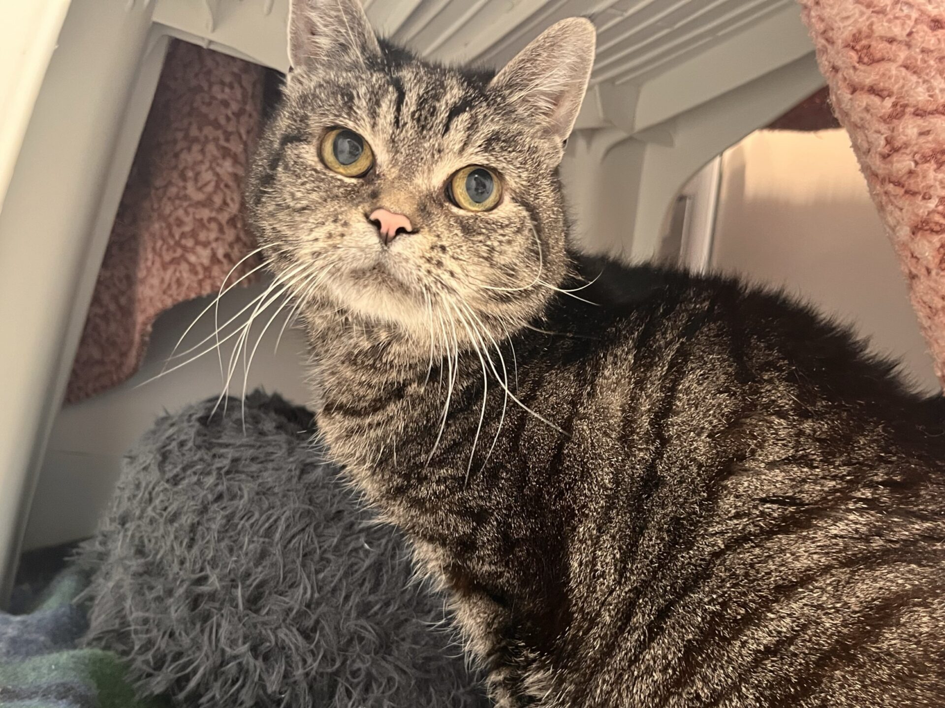 A tabby cat with green eyes looks up while sitting under a white table, surrounded by soft blankets and textured fabrics.